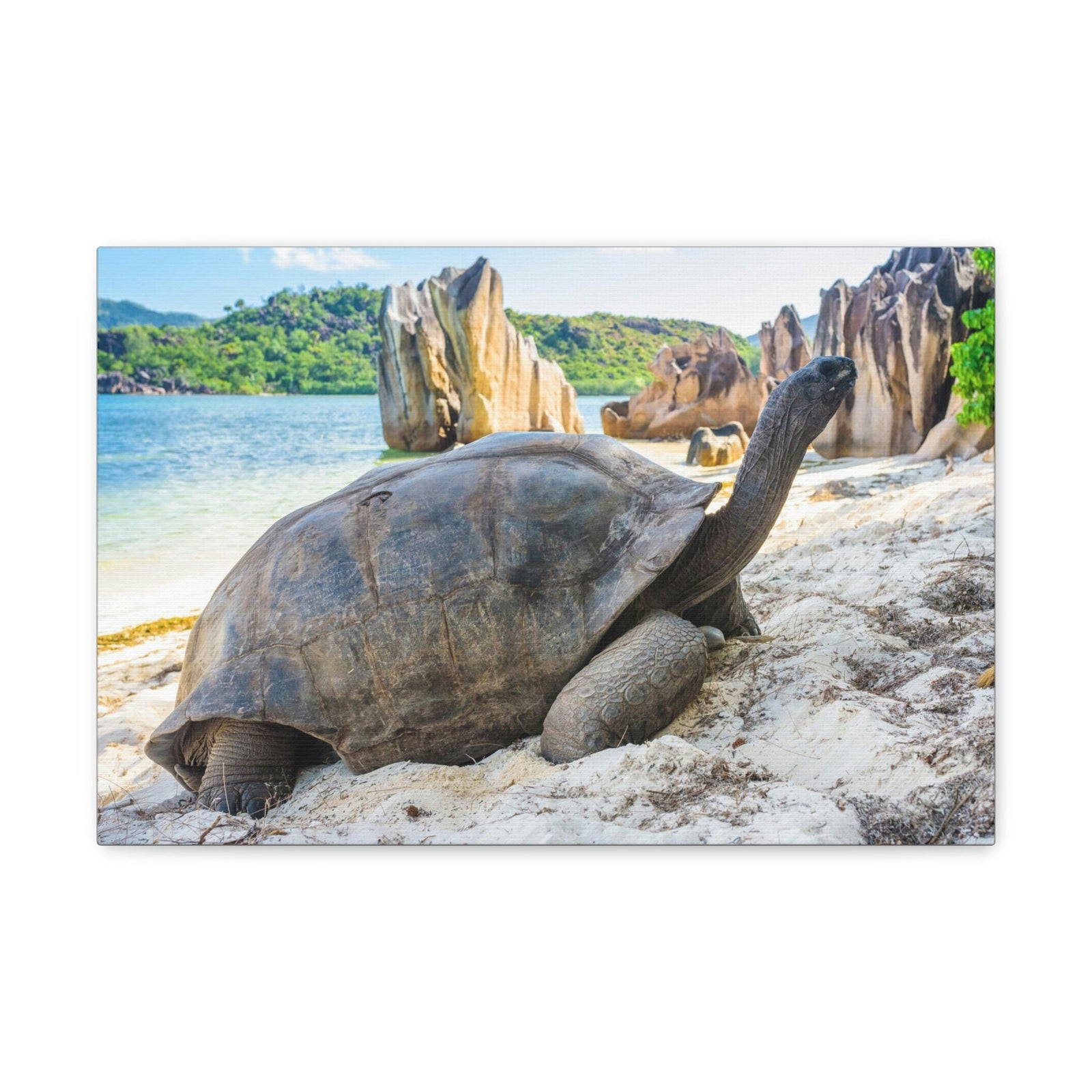 Scripture Walls Majestic Tortoise Art Majestic Tortoise Print Animal Wall Art Wildlife Canvas Prints Wall Art Ready to Hang Unframed-Express Your Love Gifts