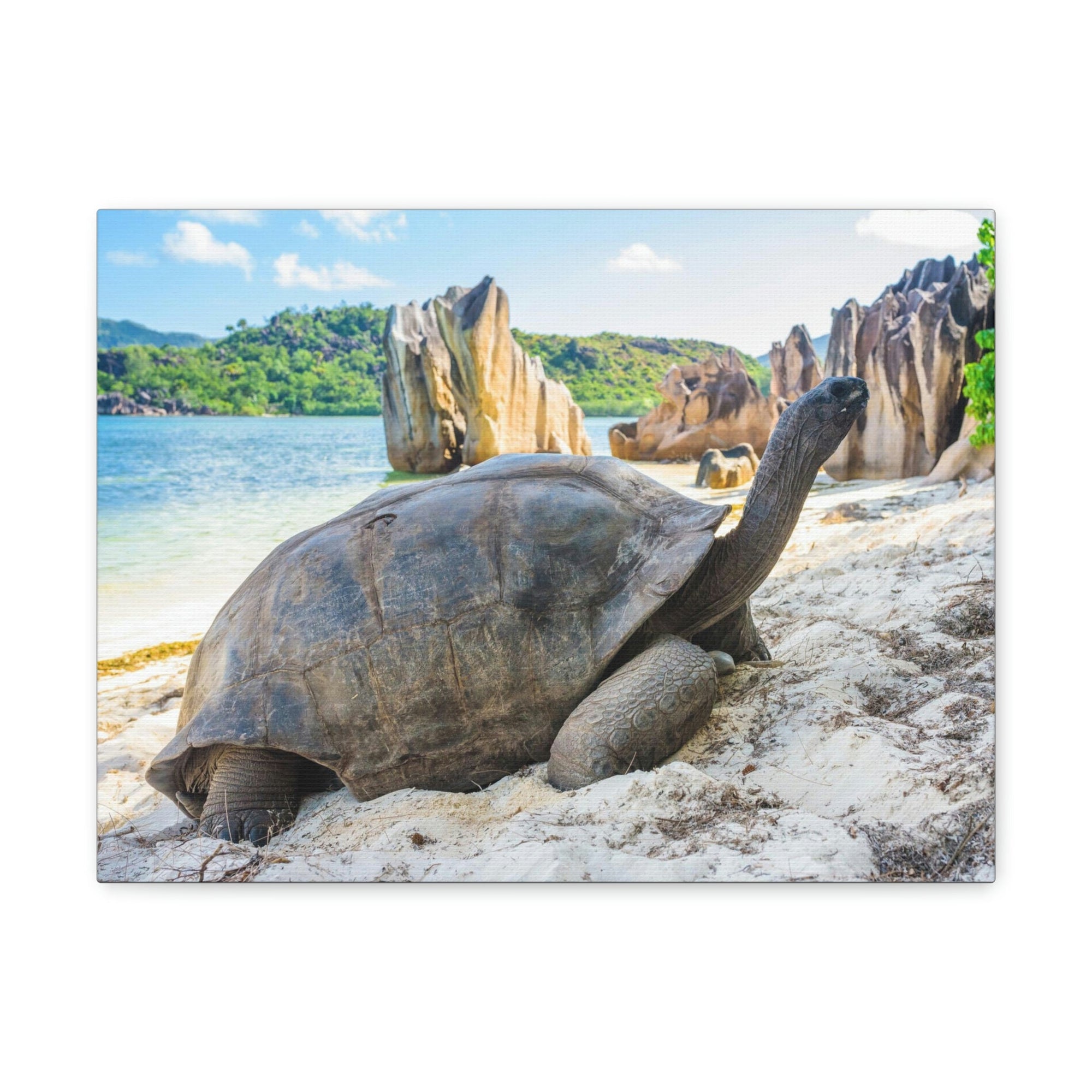 Scripture Walls Majestic Tortoise Art Majestic Tortoise Print Animal Wall Art Wildlife Canvas Prints Wall Art Ready to Hang Unframed-Express Your Love Gifts