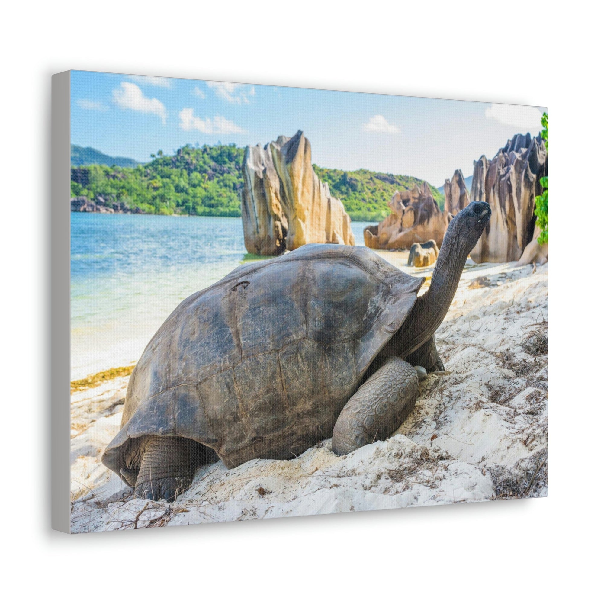 Scripture Walls Majestic Tortoise Art Majestic Tortoise Print Animal Wall Art Wildlife Canvas Prints Wall Art Ready to Hang Unframed-Express Your Love Gifts