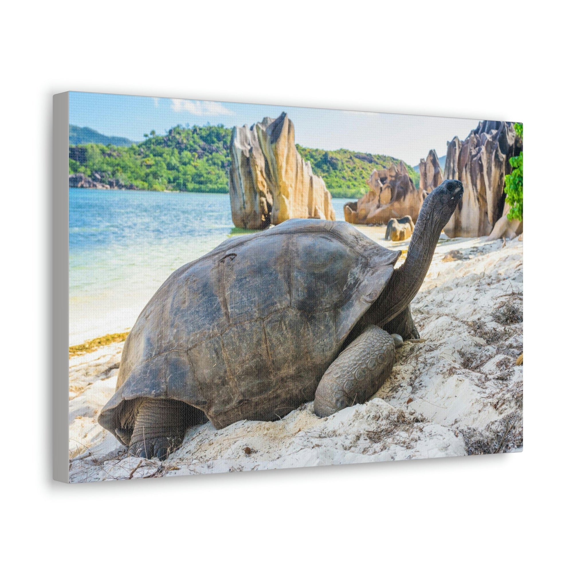 Scripture Walls Majestic Tortoise Art Majestic Tortoise Print Animal Wall Art Wildlife Canvas Prints Wall Art Ready to Hang Unframed-Express Your Love Gifts