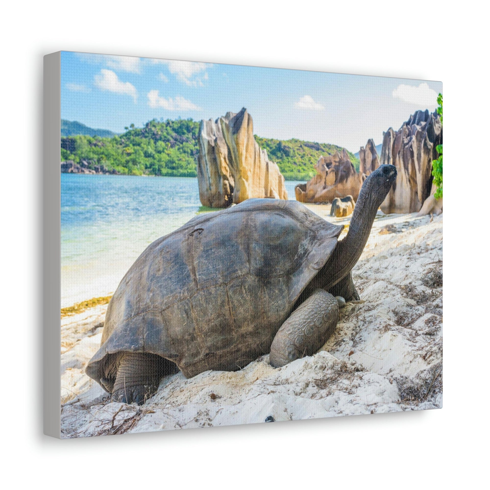 Scripture Walls Majestic Tortoise Art Majestic Tortoise Print Animal Wall Art Wildlife Canvas Prints Wall Art Ready to Hang Unframed-Express Your Love Gifts