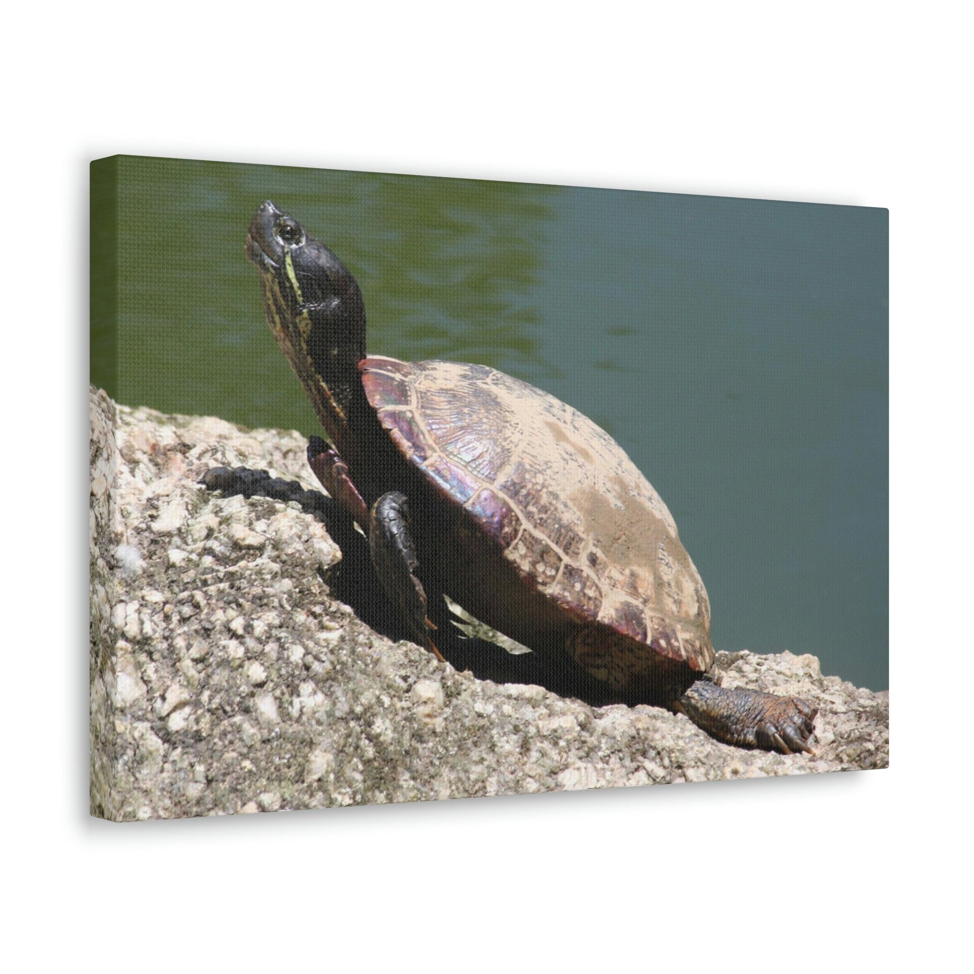 Scripture Walls Majestic Turtle Art Majestic Turtle Print Animal Wall Art Wildlife Canvas Prints Wall Art Ready to Hang Unframed-Express Your Love Gifts