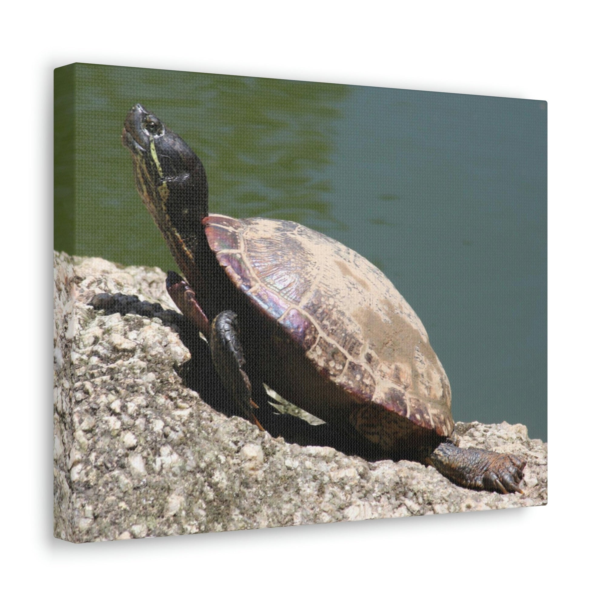 Scripture Walls Majestic Turtle Art Majestic Turtle Print Animal Wall Art Wildlife Canvas Prints Wall Art Ready to Hang Unframed-Express Your Love Gifts