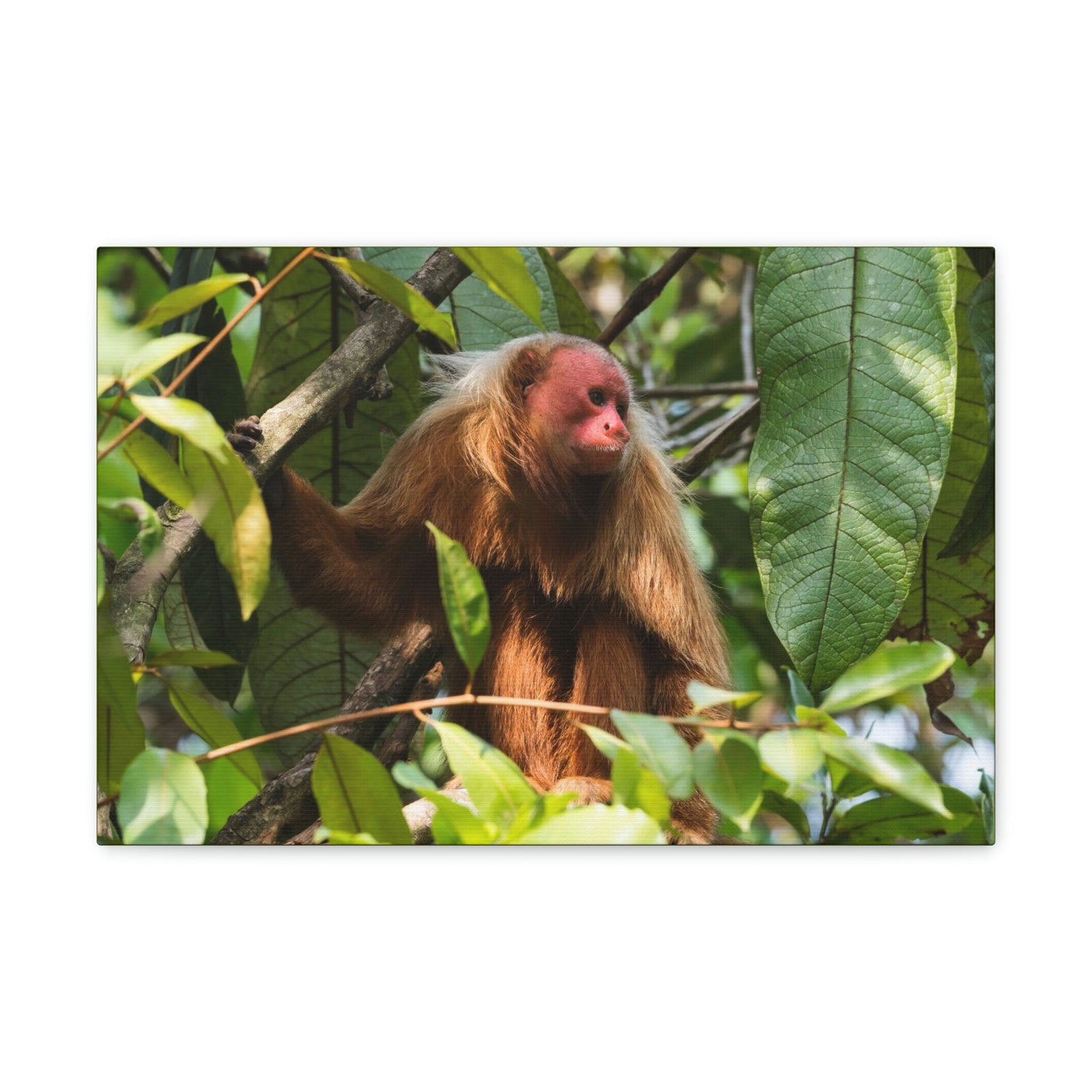 Scripture Walls Majestic Uakari Art Majestic Uakari Print Animal Wall Art Wildlife Canvas Prints Wall Art Ready to Hang Unframed-Express Your Love Gifts