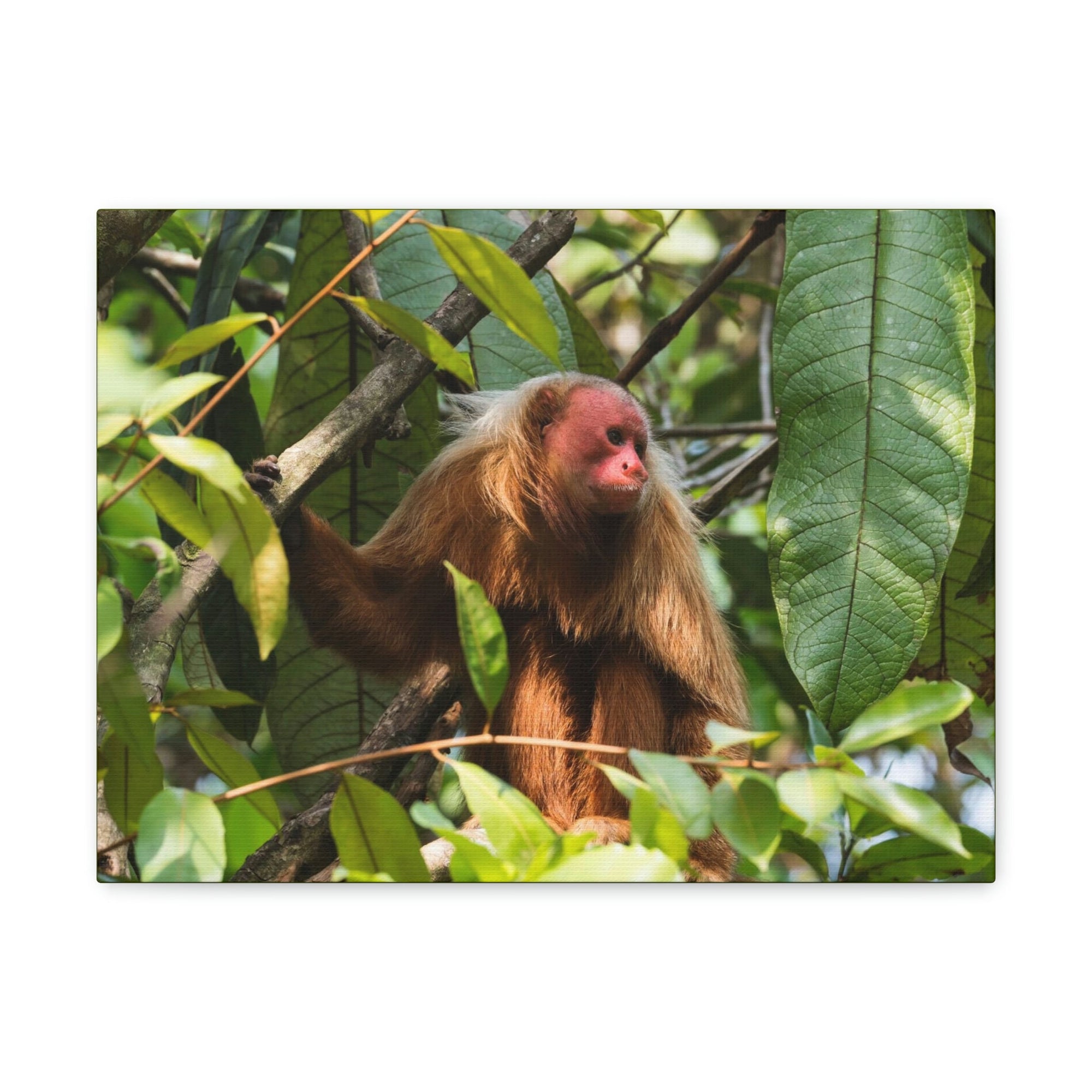 Scripture Walls Majestic Uakari Art Majestic Uakari Print Animal Wall Art Wildlife Canvas Prints Wall Art Ready to Hang Unframed-Express Your Love Gifts