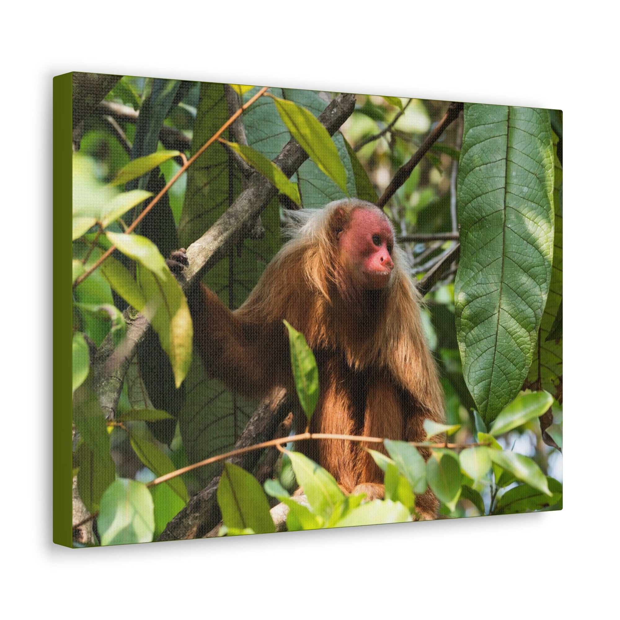 Scripture Walls Majestic Uakari Art Majestic Uakari Print Animal Wall Art Wildlife Canvas Prints Wall Art Ready to Hang Unframed-Express Your Love Gifts