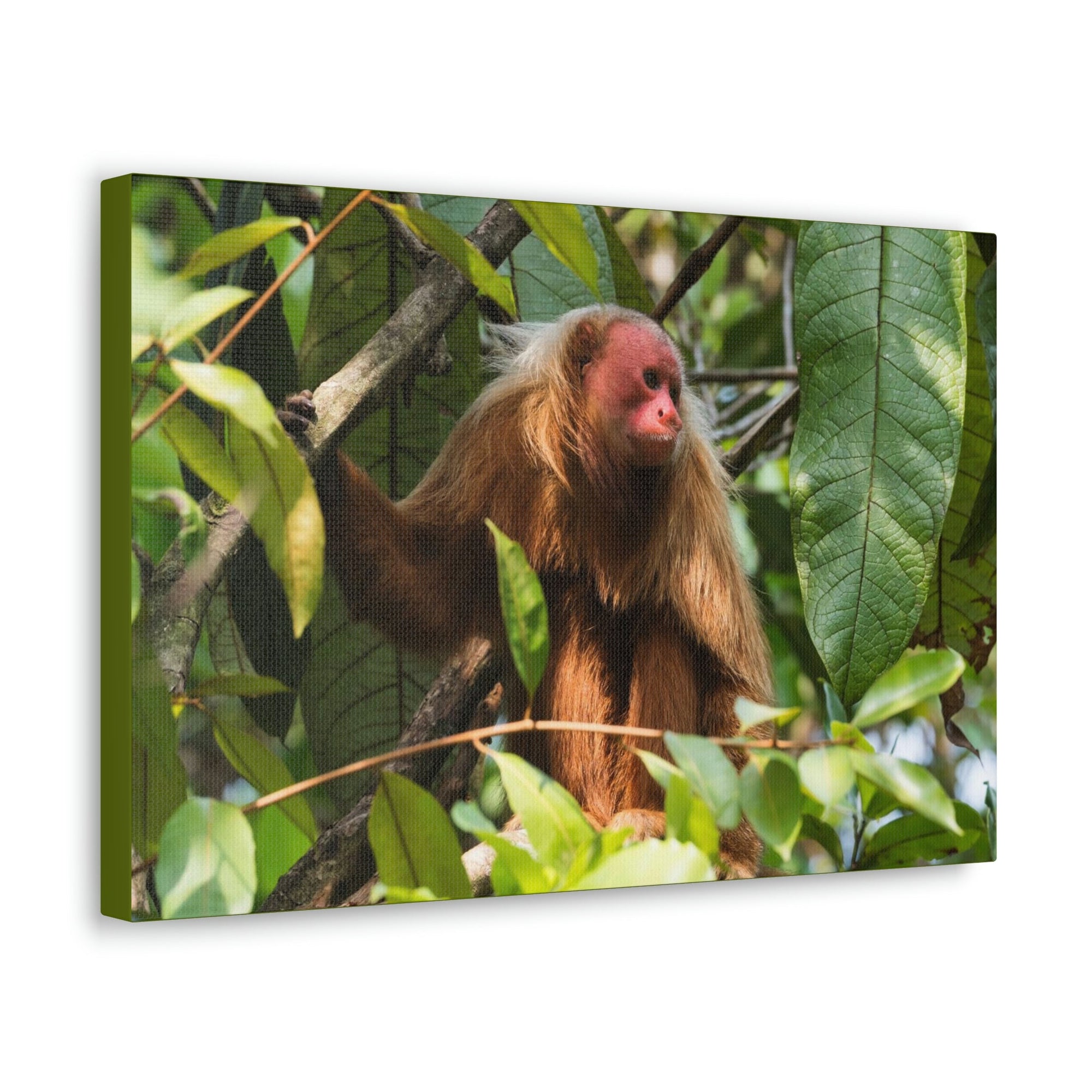 Scripture Walls Majestic Uakari Art Majestic Uakari Print Animal Wall Art Wildlife Canvas Prints Wall Art Ready to Hang Unframed-Express Your Love Gifts