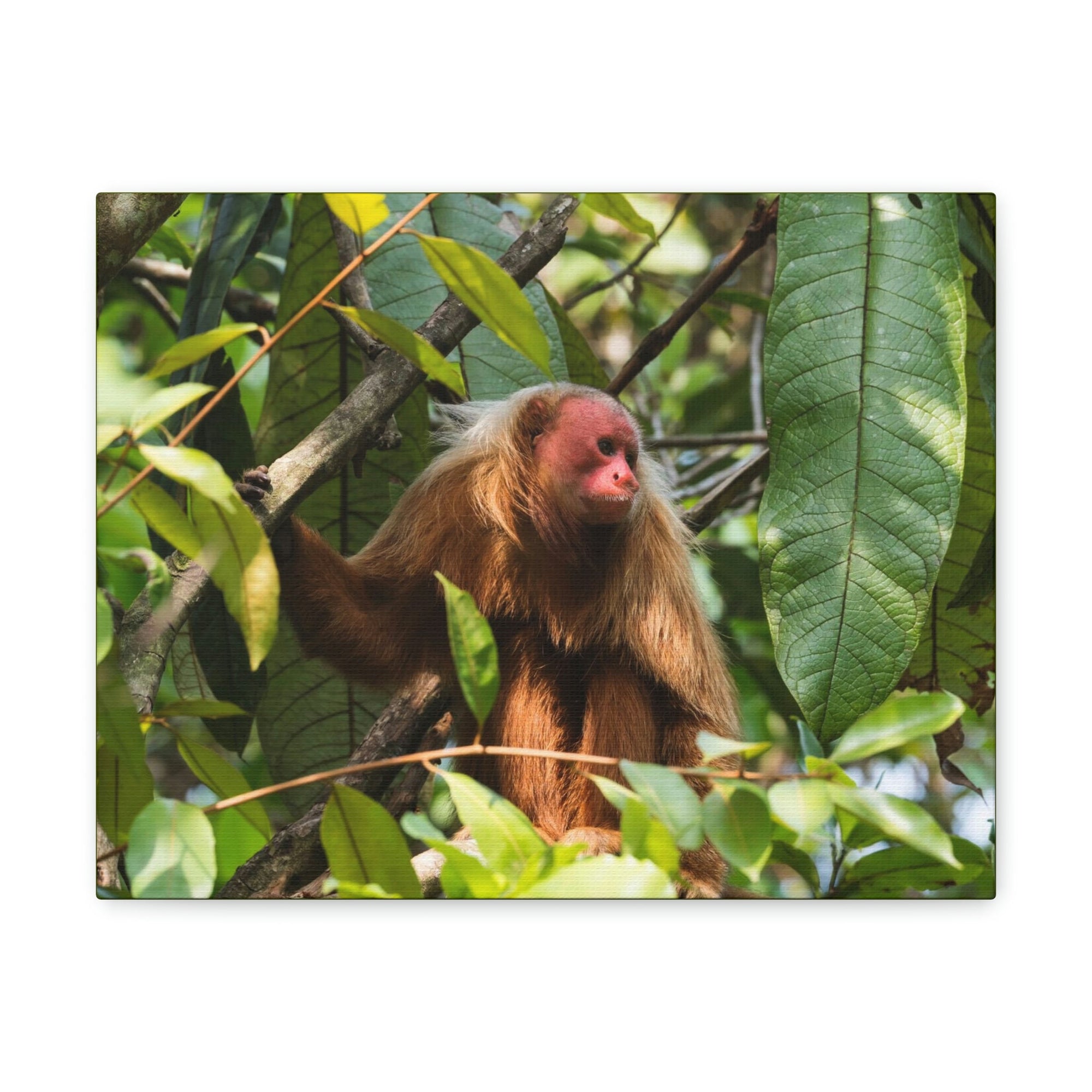 Scripture Walls Majestic Uakari Art Majestic Uakari Print Animal Wall Art Wildlife Canvas Prints Wall Art Ready to Hang Unframed-Express Your Love Gifts