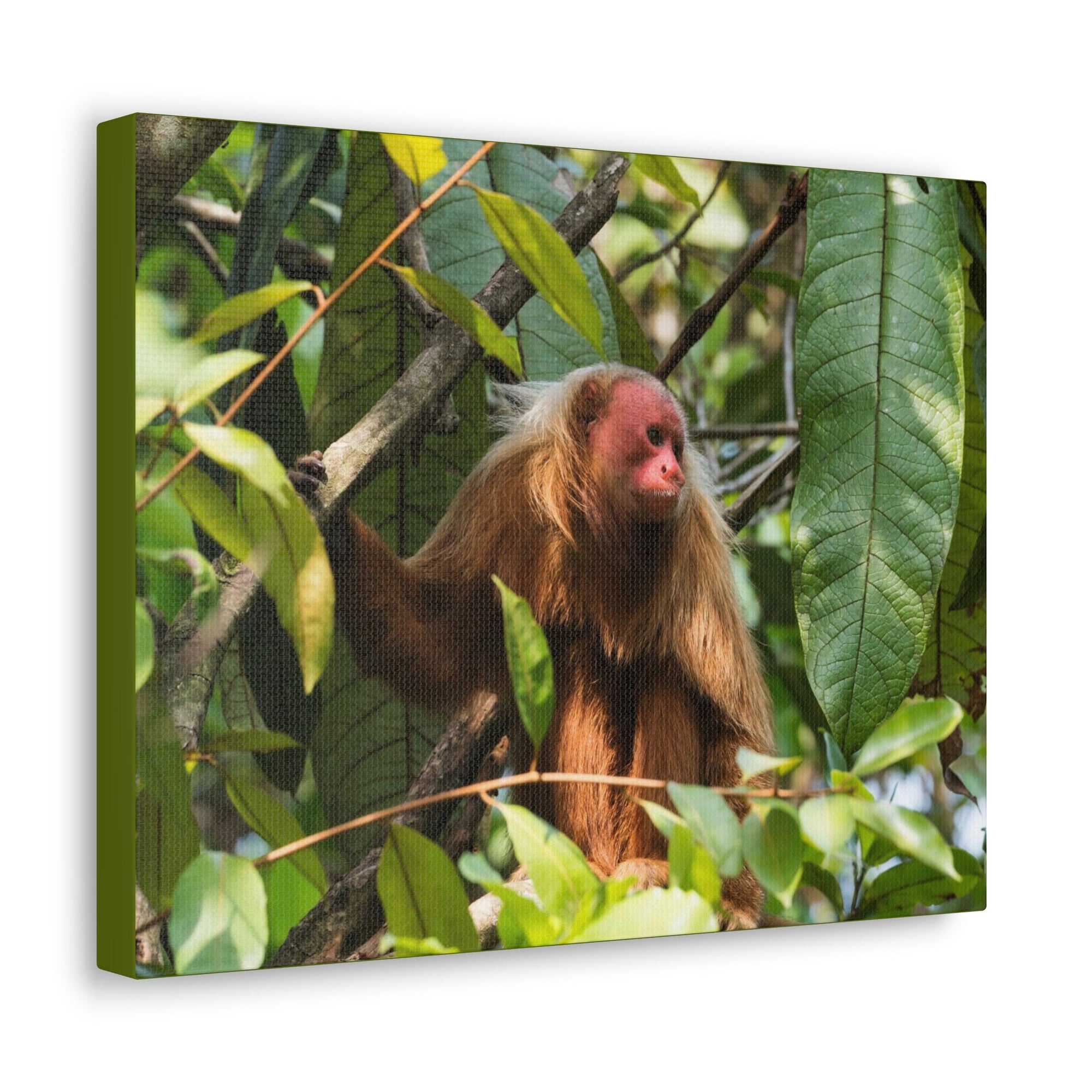 Scripture Walls Majestic Uakari Art Majestic Uakari Print Animal Wall Art Wildlife Canvas Prints Wall Art Ready to Hang Unframed-Express Your Love Gifts