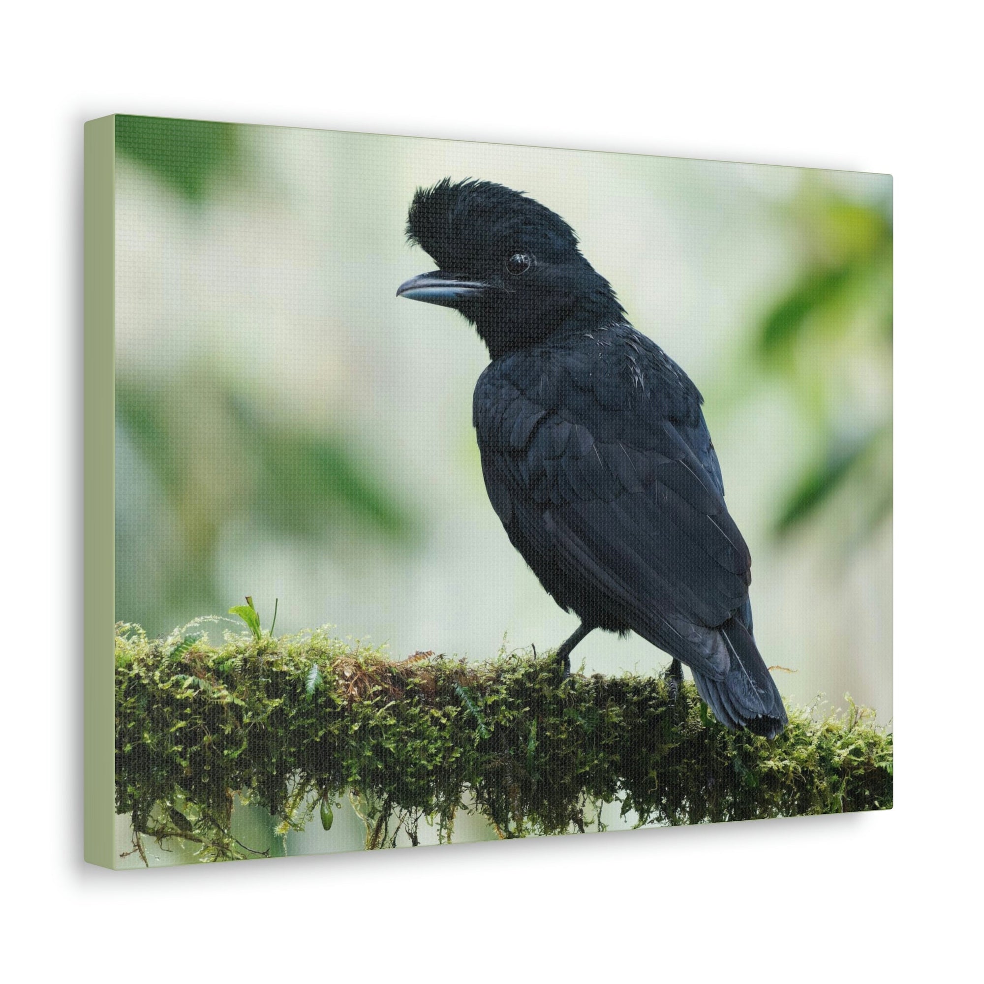 Scripture Walls Majestic Umbrella Bird Art Majestic Umbrella Bird Print Animal Wall Art Wildlife Canvas Prints Wall Art Ready to Hang Unframed-Express Your Love Gifts