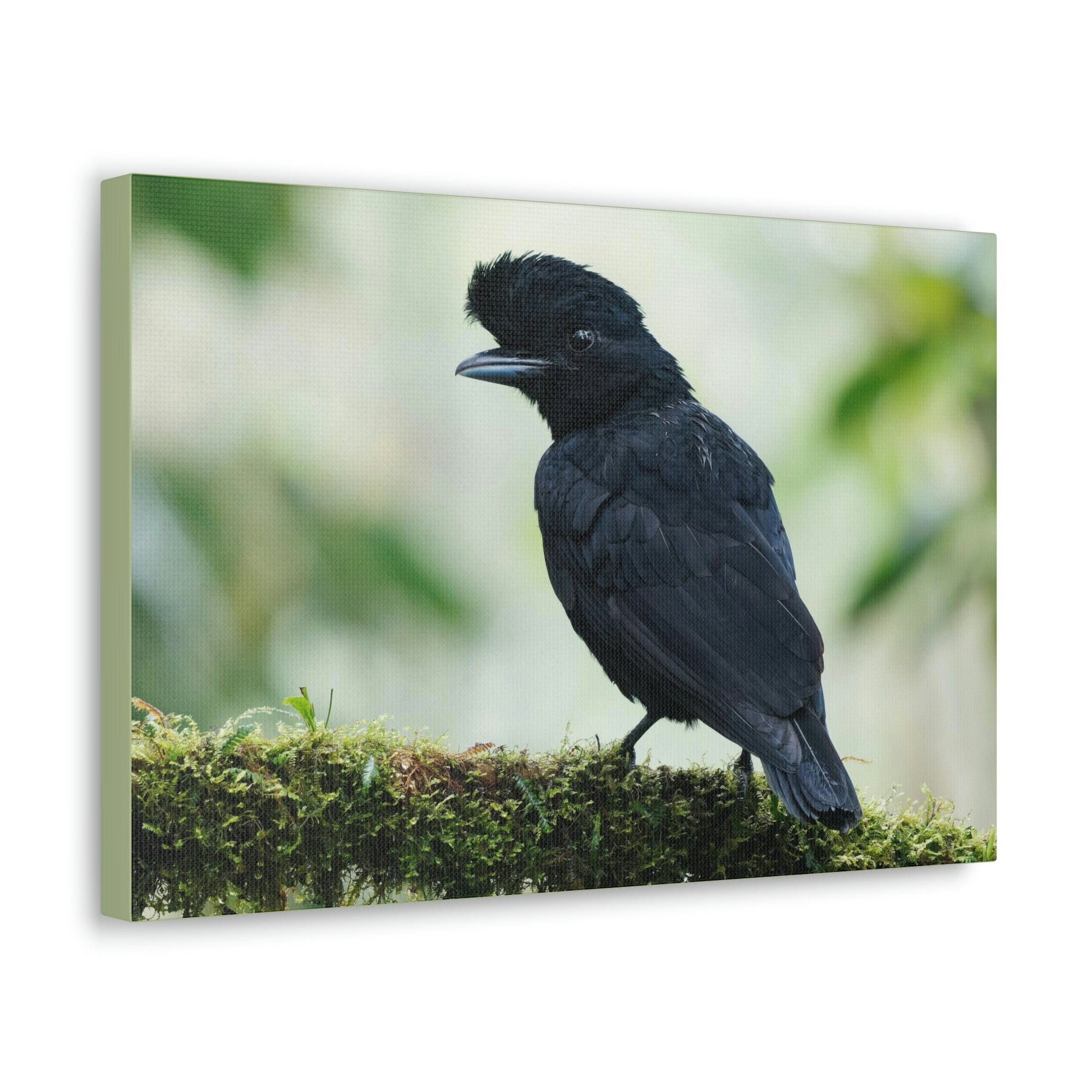 Scripture Walls Majestic Umbrella Bird Art Majestic Umbrella Bird Print Animal Wall Art Wildlife Canvas Prints Wall Art Ready to Hang Unframed-Express Your Love Gifts