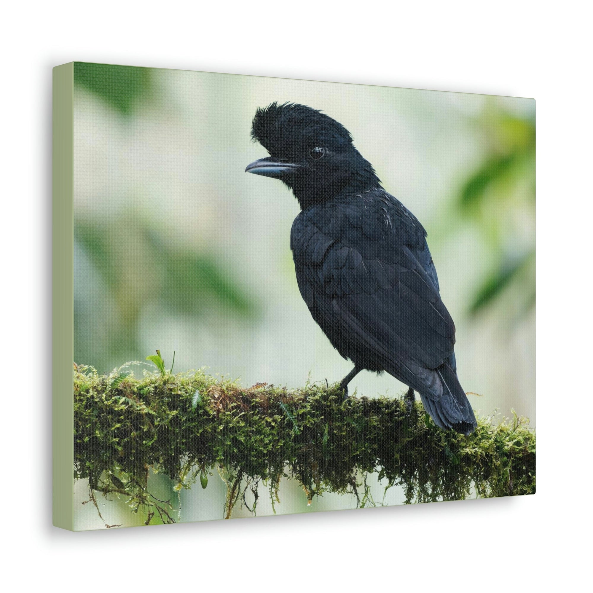 Scripture Walls Majestic Umbrella Bird Art Majestic Umbrella Bird Print Animal Wall Art Wildlife Canvas Prints Wall Art Ready to Hang Unframed-Express Your Love Gifts