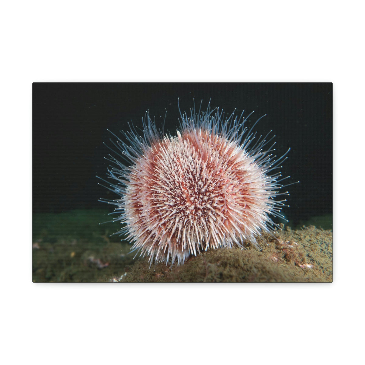 Scripture Walls Majestic Urchin Art Majestic Urchin Print Animal Wall Art Wildlife Canvas Prints Wall Art Ready to Hang Unframed-Express Your Love Gifts