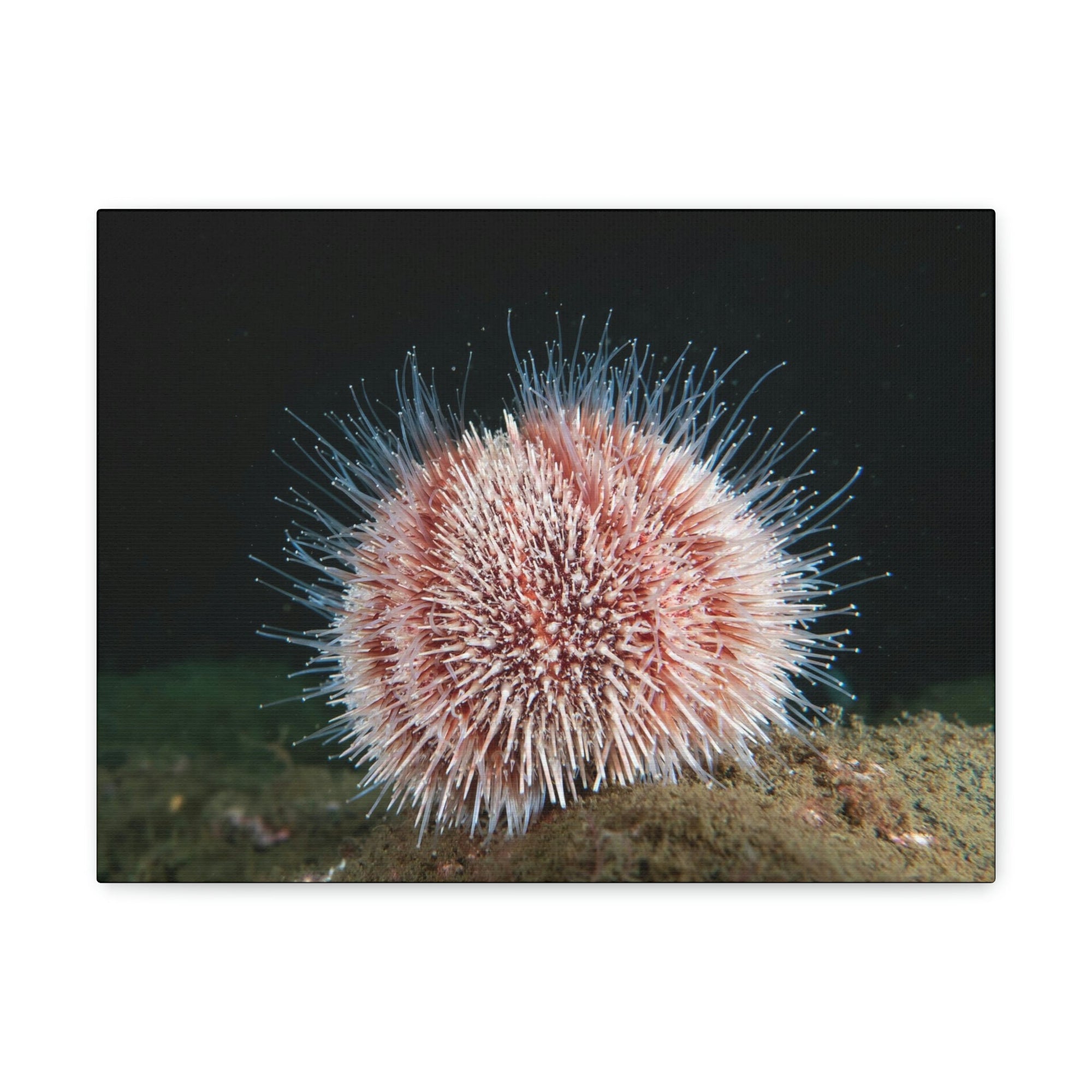 Scripture Walls Majestic Urchin Art Majestic Urchin Print Animal Wall Art Wildlife Canvas Prints Wall Art Ready to Hang Unframed-Express Your Love Gifts