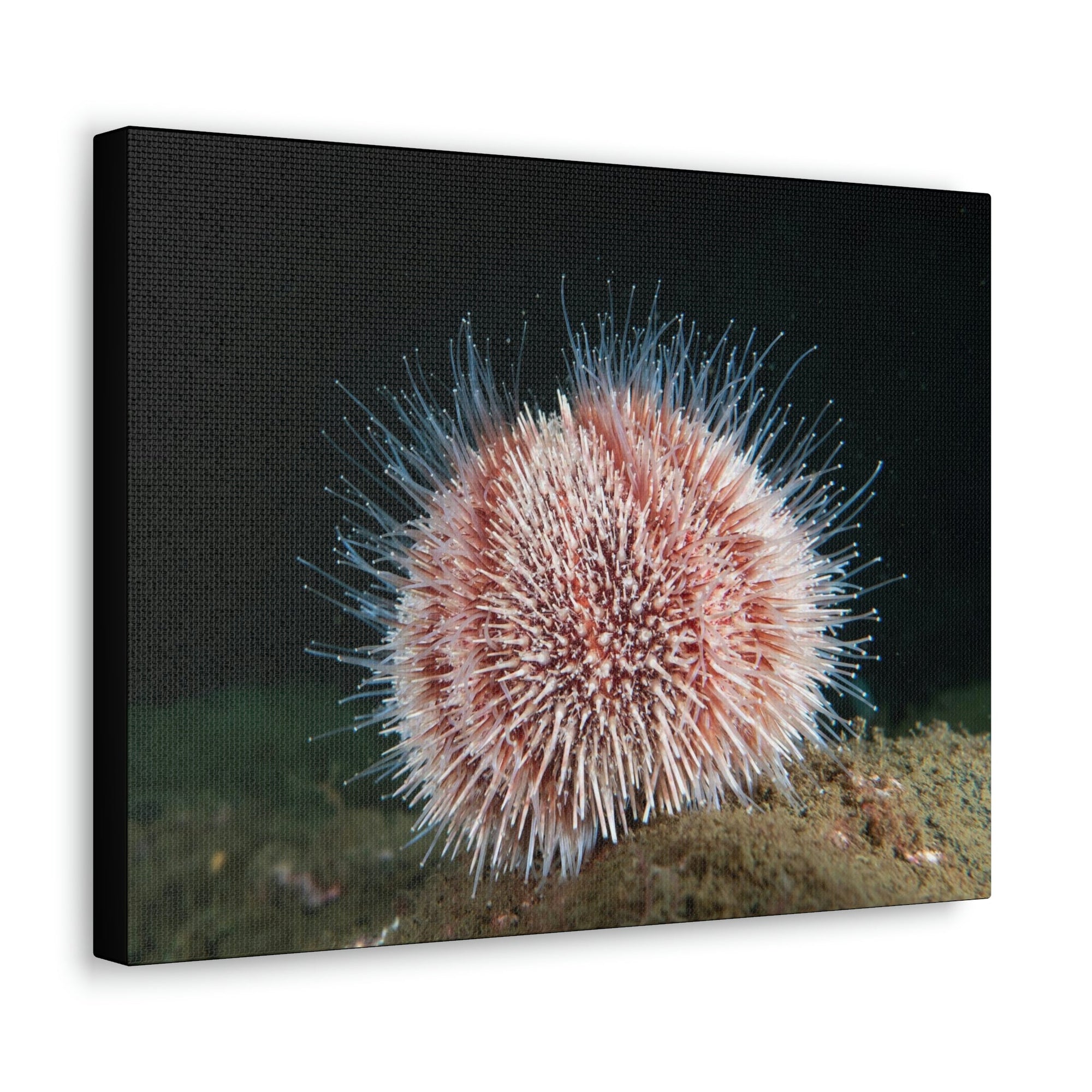 Scripture Walls Majestic Urchin Art Majestic Urchin Print Animal Wall Art Wildlife Canvas Prints Wall Art Ready to Hang Unframed-Express Your Love Gifts