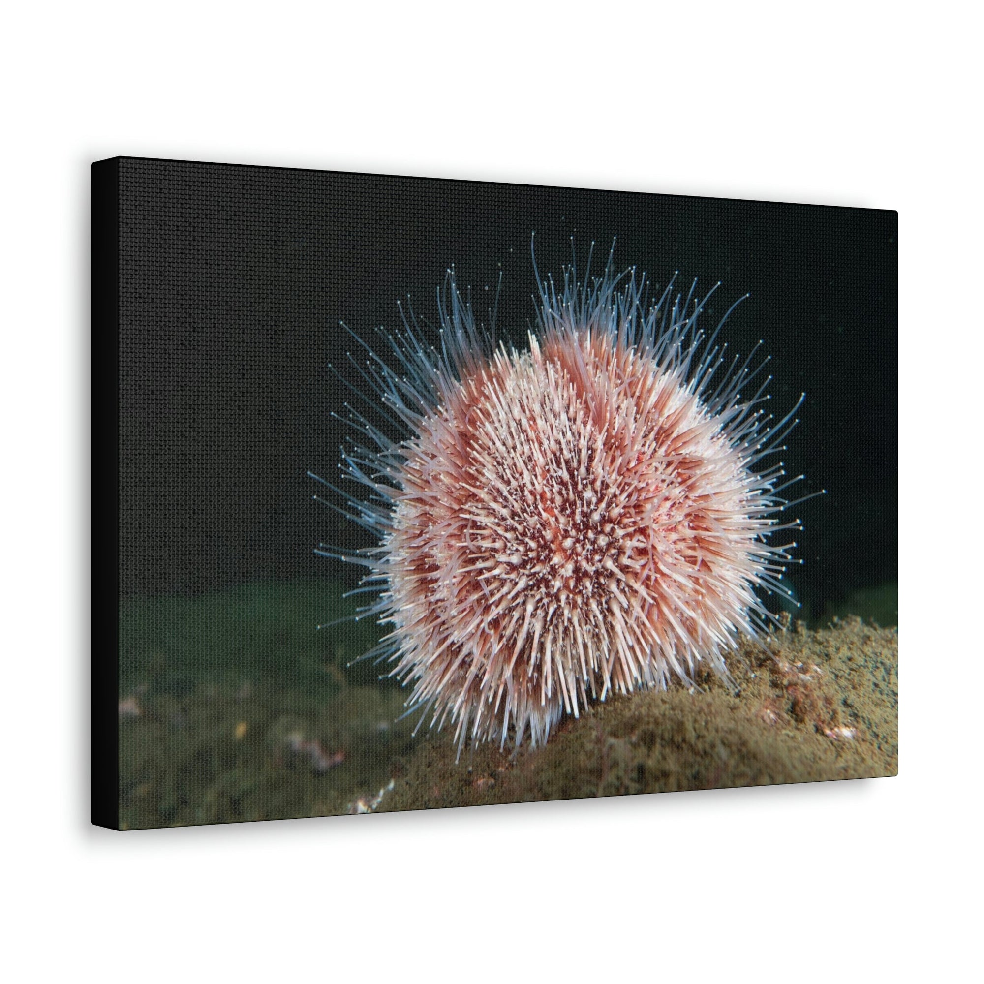 Scripture Walls Majestic Urchin Art Majestic Urchin Print Animal Wall Art Wildlife Canvas Prints Wall Art Ready to Hang Unframed-Express Your Love Gifts