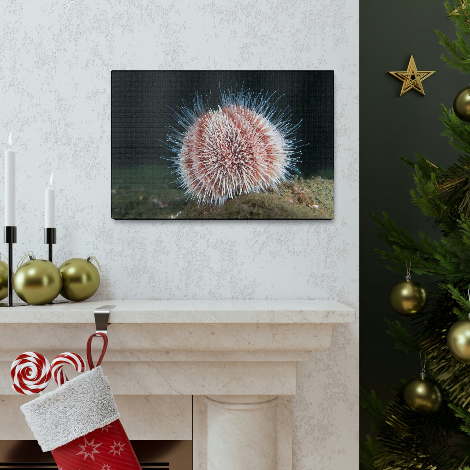 Scripture Walls Majestic Urchin Art Majestic Urchin Print Animal Wall Art Wildlife Canvas Prints Wall Art Ready to Hang Unframed-Express Your Love Gifts