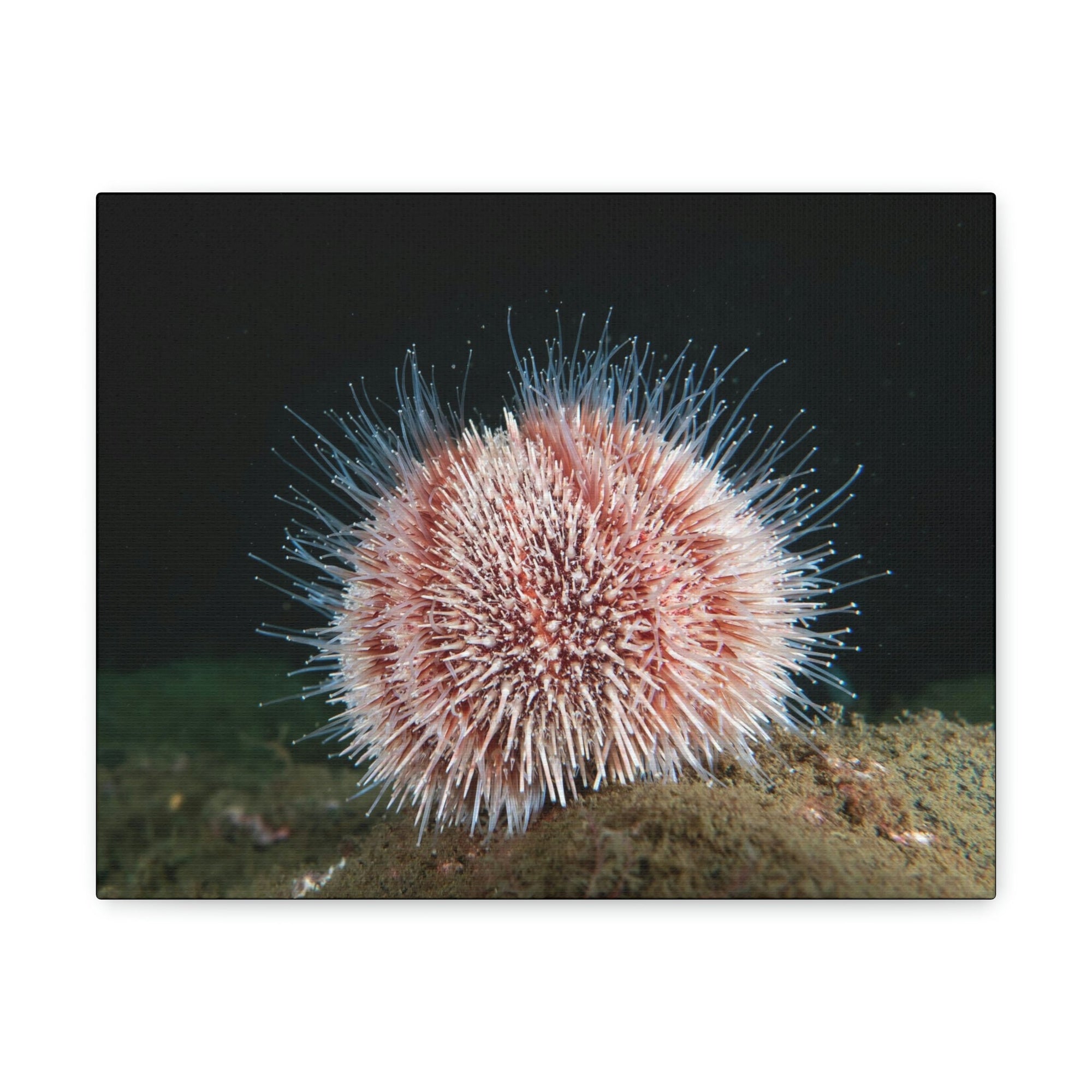 Scripture Walls Majestic Urchin Art Majestic Urchin Print Animal Wall Art Wildlife Canvas Prints Wall Art Ready to Hang Unframed-Express Your Love Gifts