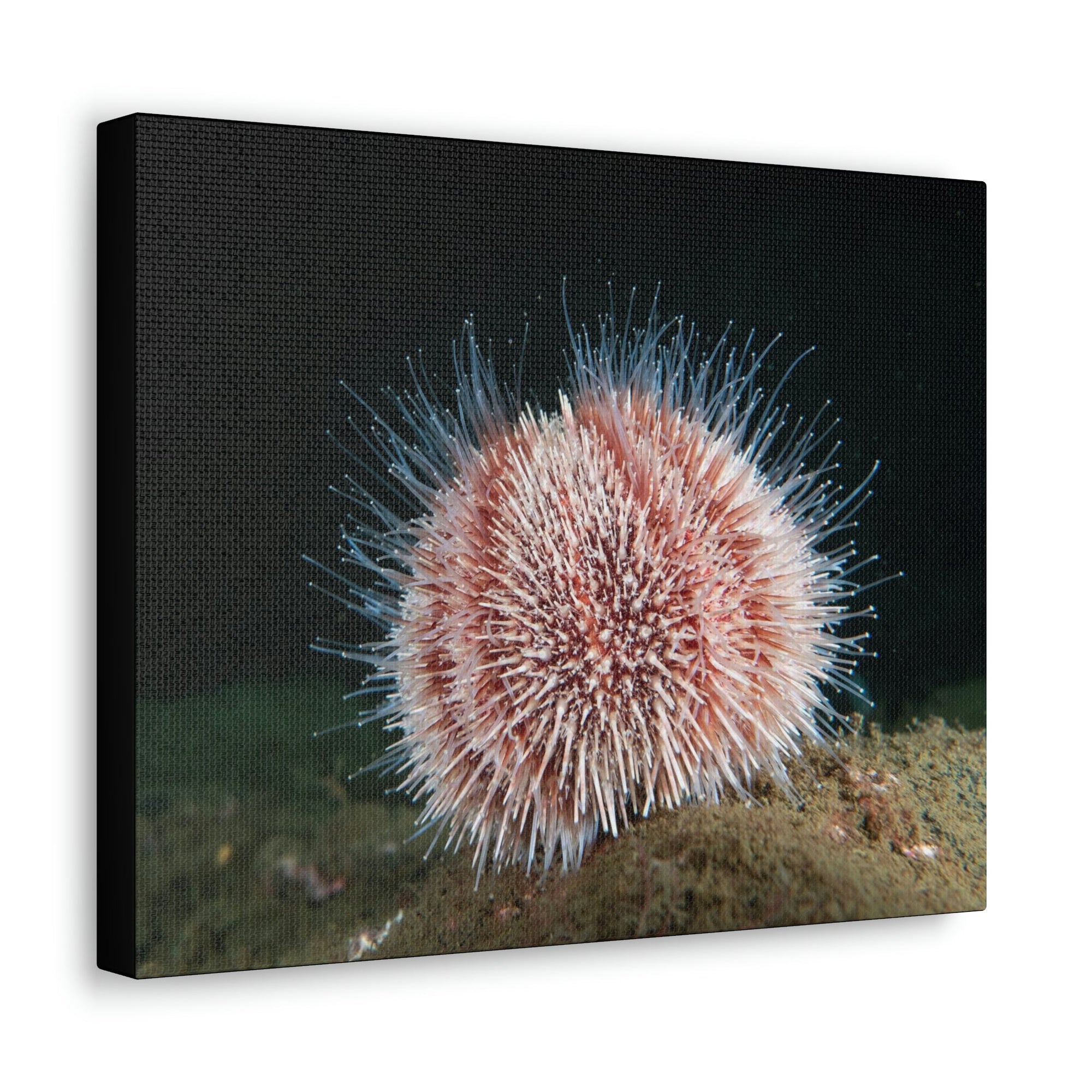 Scripture Walls Majestic Urchin Art Majestic Urchin Print Animal Wall Art Wildlife Canvas Prints Wall Art Ready to Hang Unframed-Express Your Love Gifts