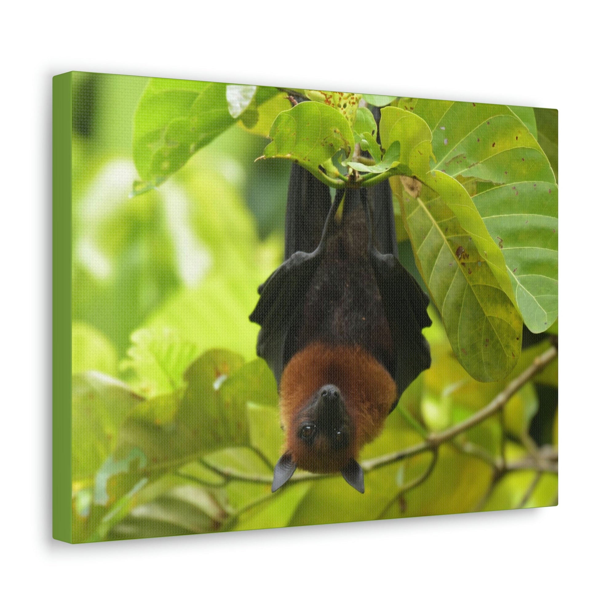 Scripture Walls Majestic Vampire Bat Art Majestic Vampire Bat Print Animal Wall Art Wildlife Canvas Prints Wall Art Ready to Hang Unframed-Express Your Love Gifts