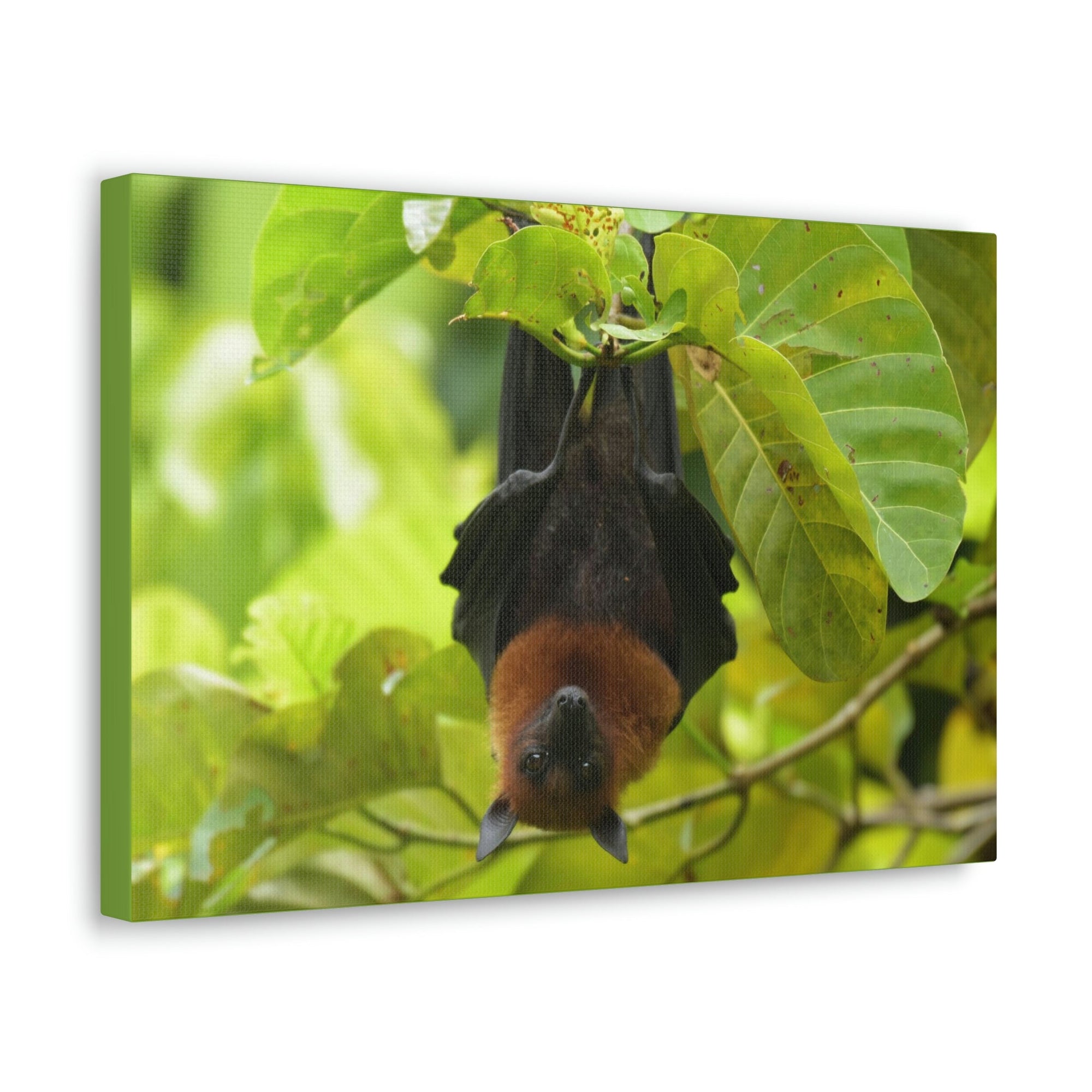 Scripture Walls Majestic Vampire Bat Art Majestic Vampire Bat Print Animal Wall Art Wildlife Canvas Prints Wall Art Ready to Hang Unframed-Express Your Love Gifts