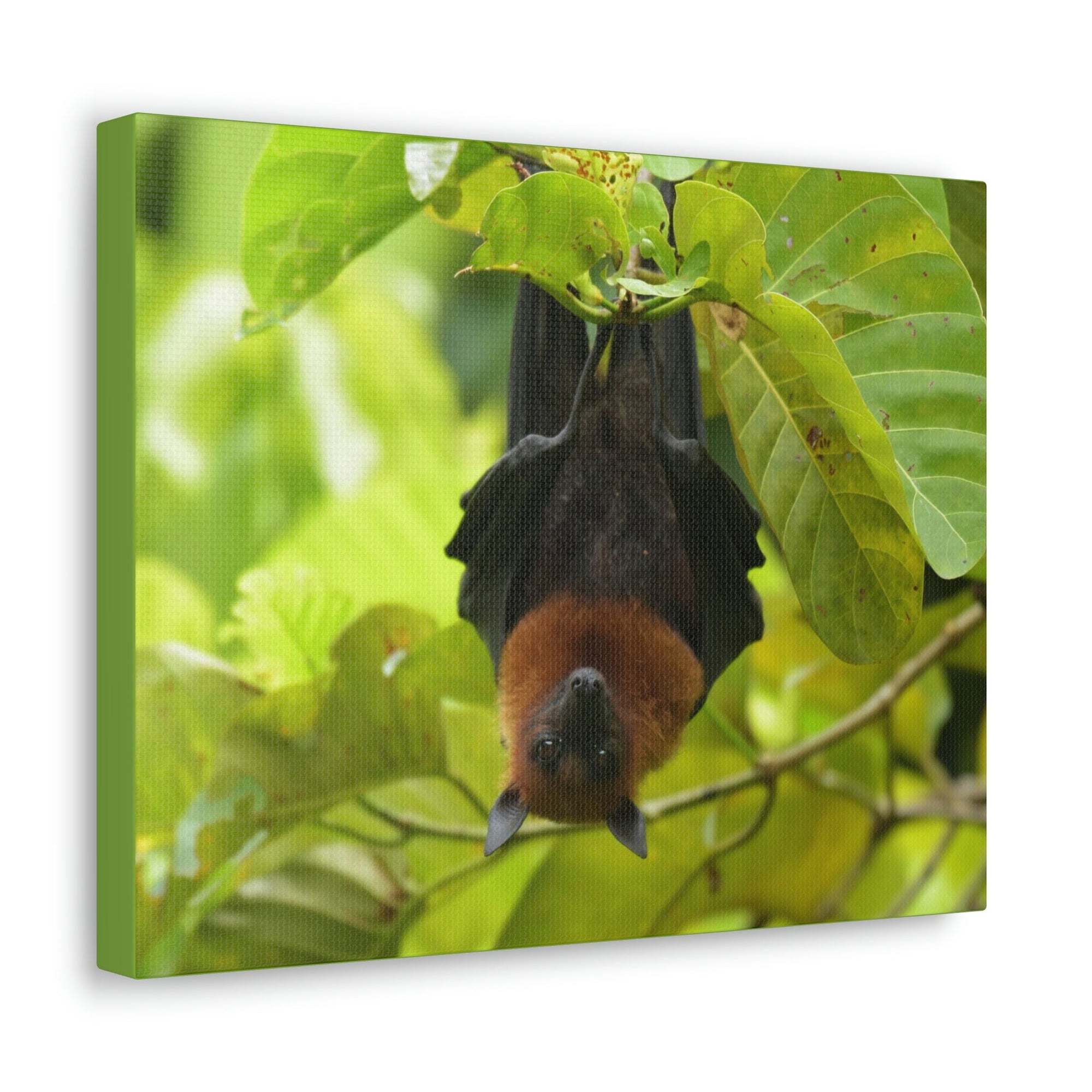 Scripture Walls Majestic Vampire Bat Art Majestic Vampire Bat Print Animal Wall Art Wildlife Canvas Prints Wall Art Ready to Hang Unframed-Express Your Love Gifts