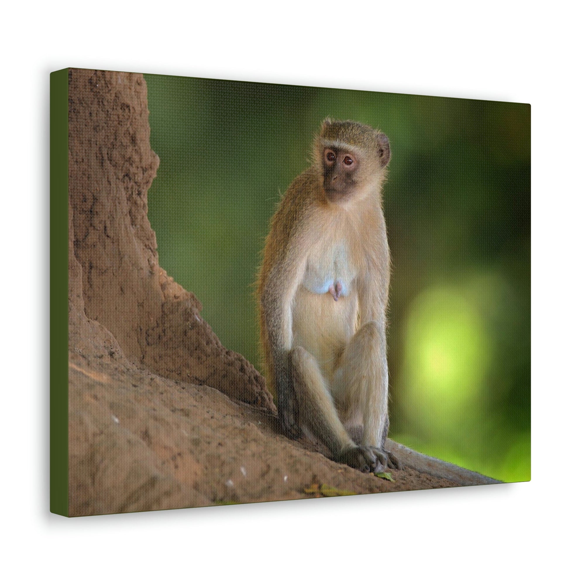 Scripture Walls Majestic Vervet Art Majestic Vervet Print Animal Wall Art Wildlife Canvas Prints Wall Art Ready to Hang Unframed-Express Your Love Gifts