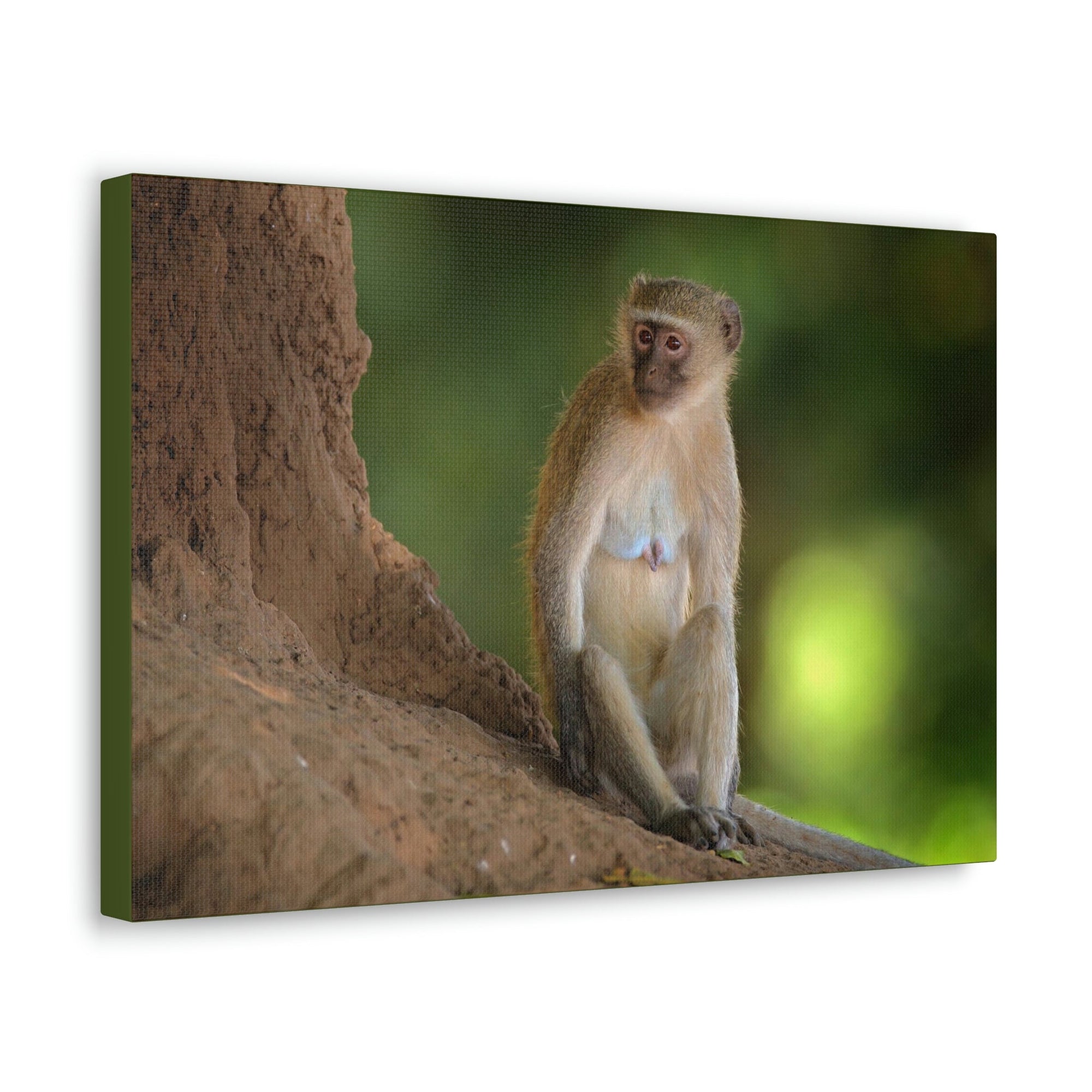 Scripture Walls Majestic Vervet Art Majestic Vervet Print Animal Wall Art Wildlife Canvas Prints Wall Art Ready to Hang Unframed-Express Your Love Gifts