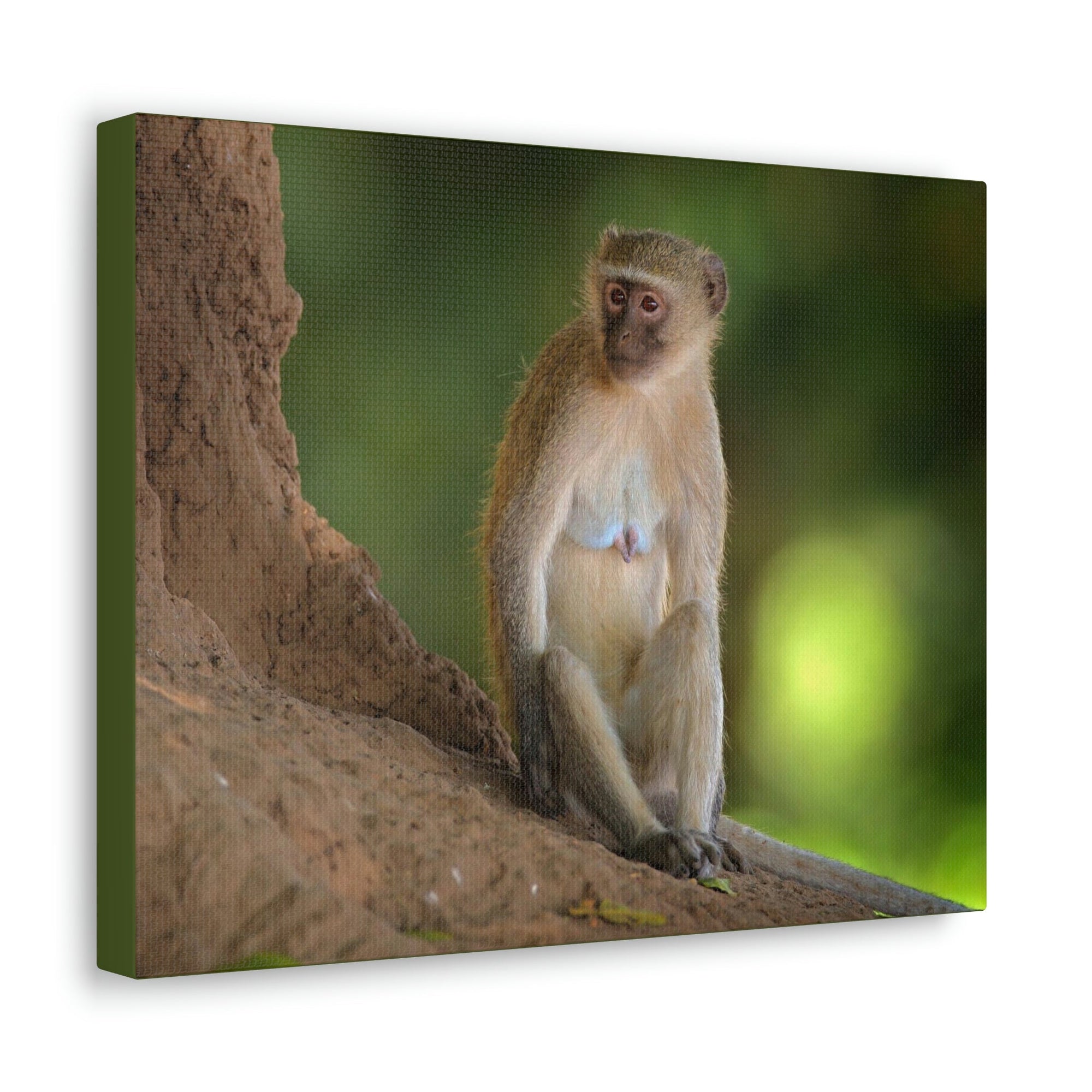 Scripture Walls Majestic Vervet Art Majestic Vervet Print Animal Wall Art Wildlife Canvas Prints Wall Art Ready to Hang Unframed-Express Your Love Gifts