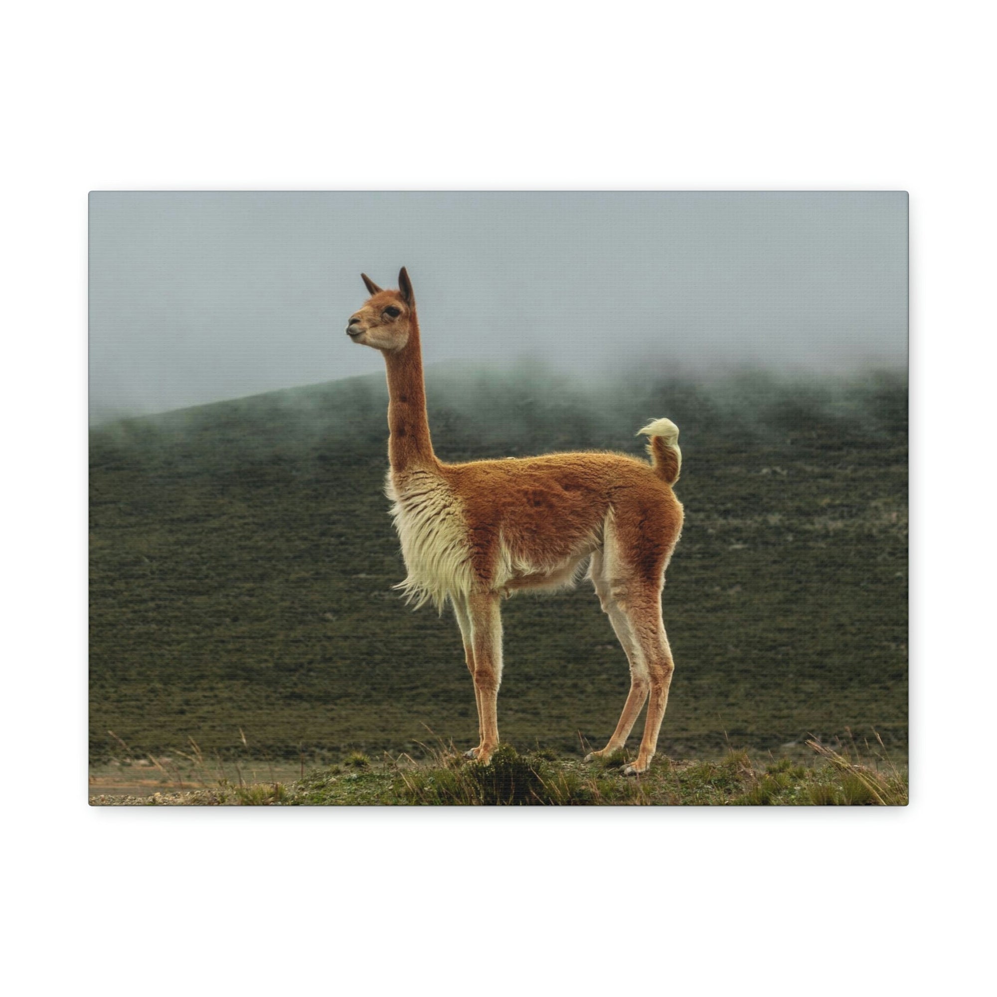 Scripture Walls Majestic Vicuna Art Majestic Vicuna Print Animal Wall Art Wildlife Canvas Prints Wall Art Ready to Hang Unframed-Express Your Love Gifts