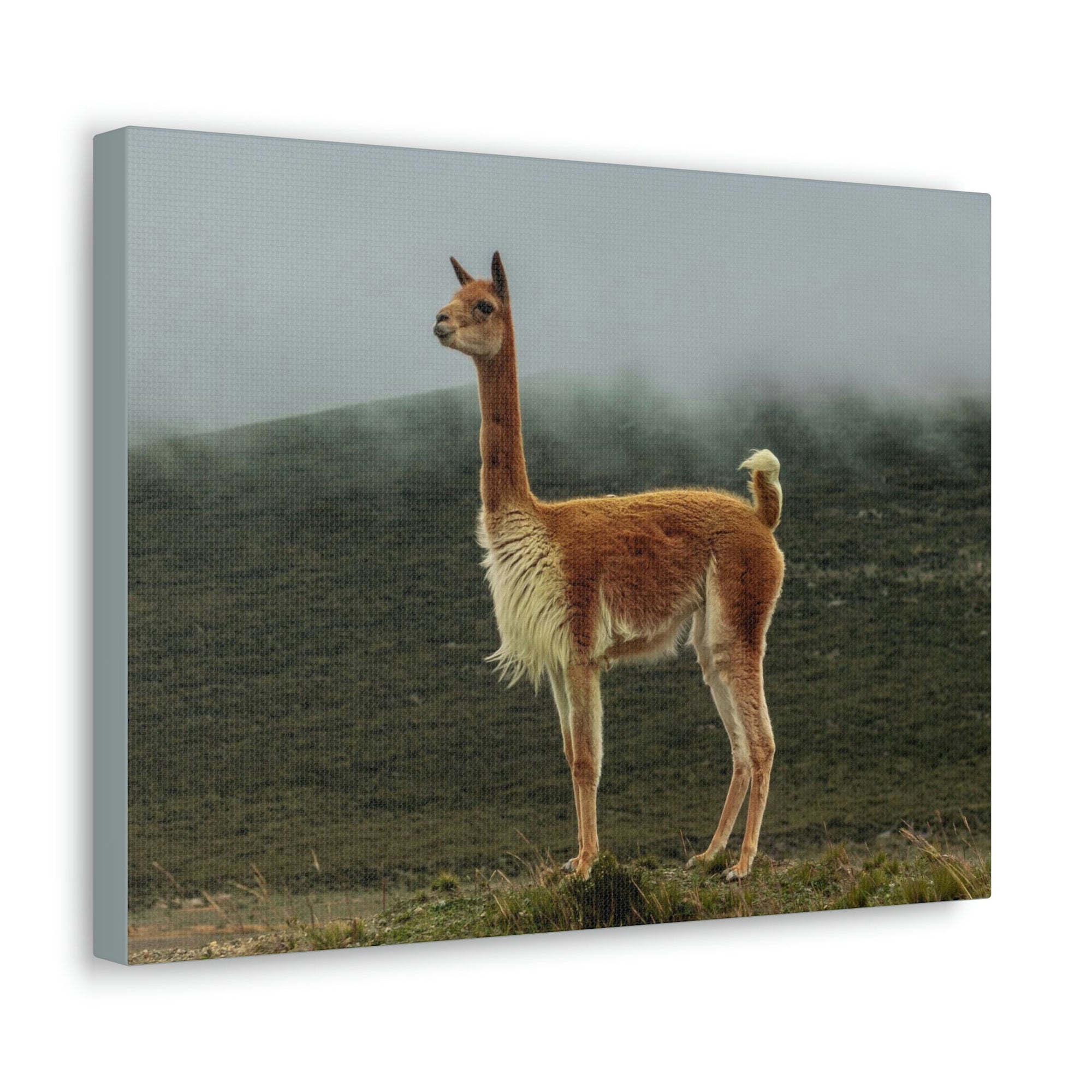 Scripture Walls Majestic Vicuna Art Majestic Vicuna Print Animal Wall Art Wildlife Canvas Prints Wall Art Ready to Hang Unframed-Express Your Love Gifts