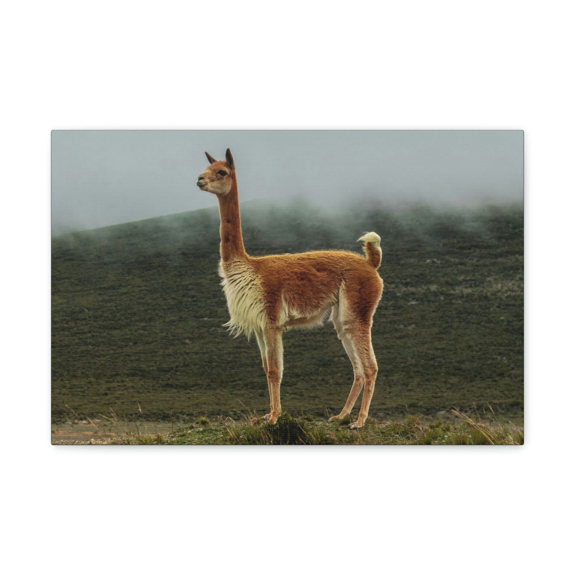 Scripture Walls Majestic Vicuna Art Majestic Vicuna Print Animal Wall Art Wildlife Canvas Prints Wall Art Ready to Hang Unframed-Express Your Love Gifts