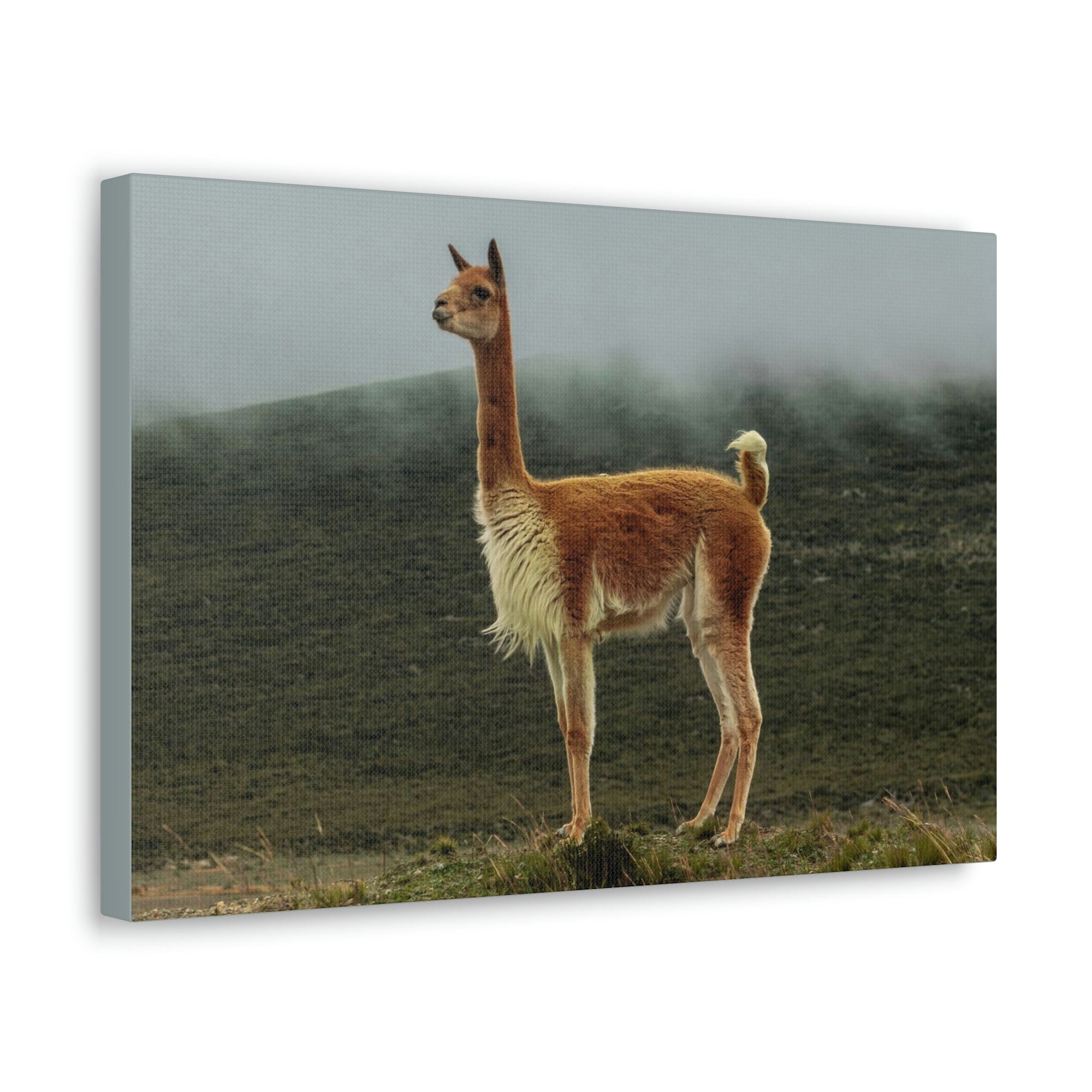 Scripture Walls Majestic Vicuna Art Majestic Vicuna Print Animal Wall Art Wildlife Canvas Prints Wall Art Ready to Hang Unframed-Express Your Love Gifts