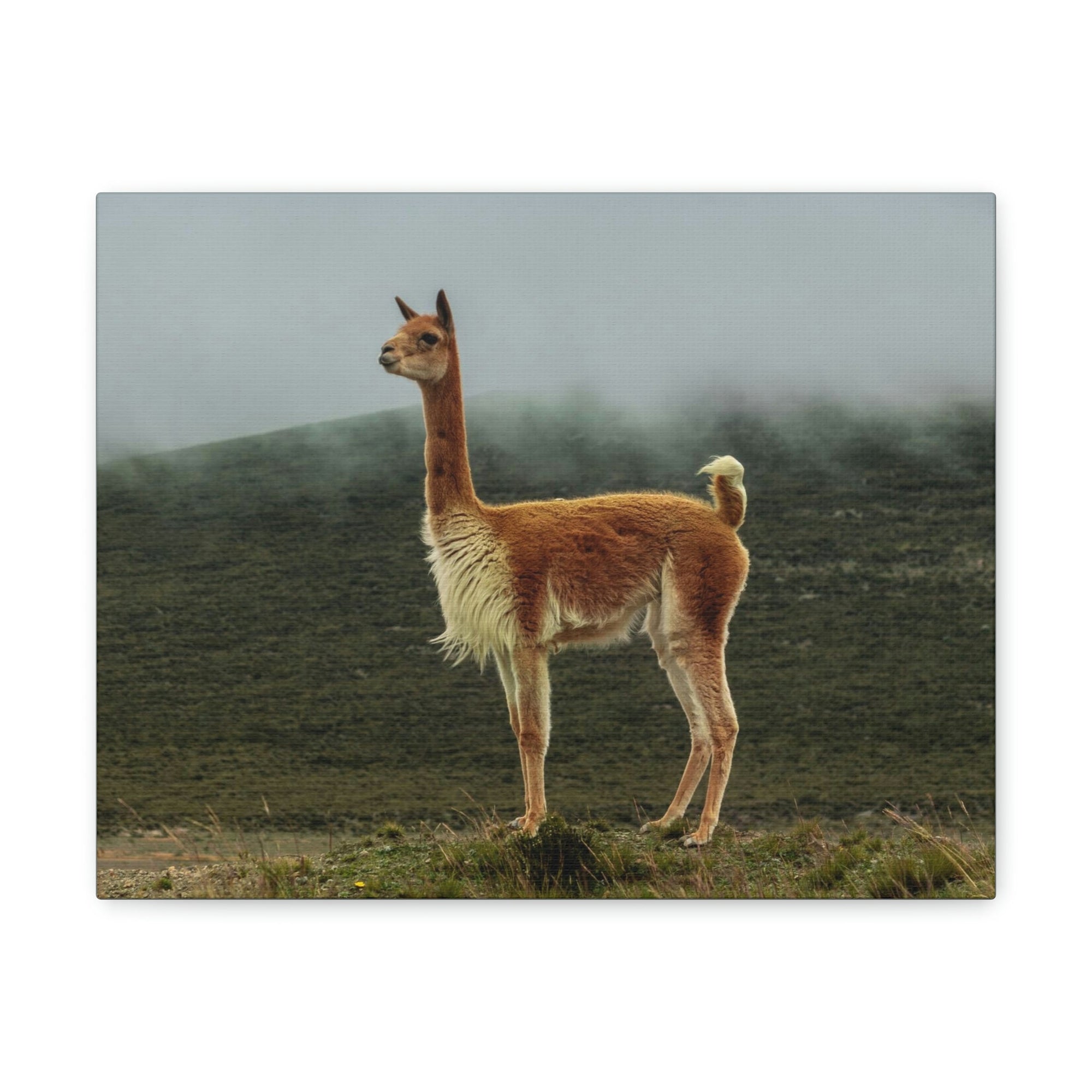 Scripture Walls Majestic Vicuna Art Majestic Vicuna Print Animal Wall Art Wildlife Canvas Prints Wall Art Ready to Hang Unframed-Express Your Love Gifts