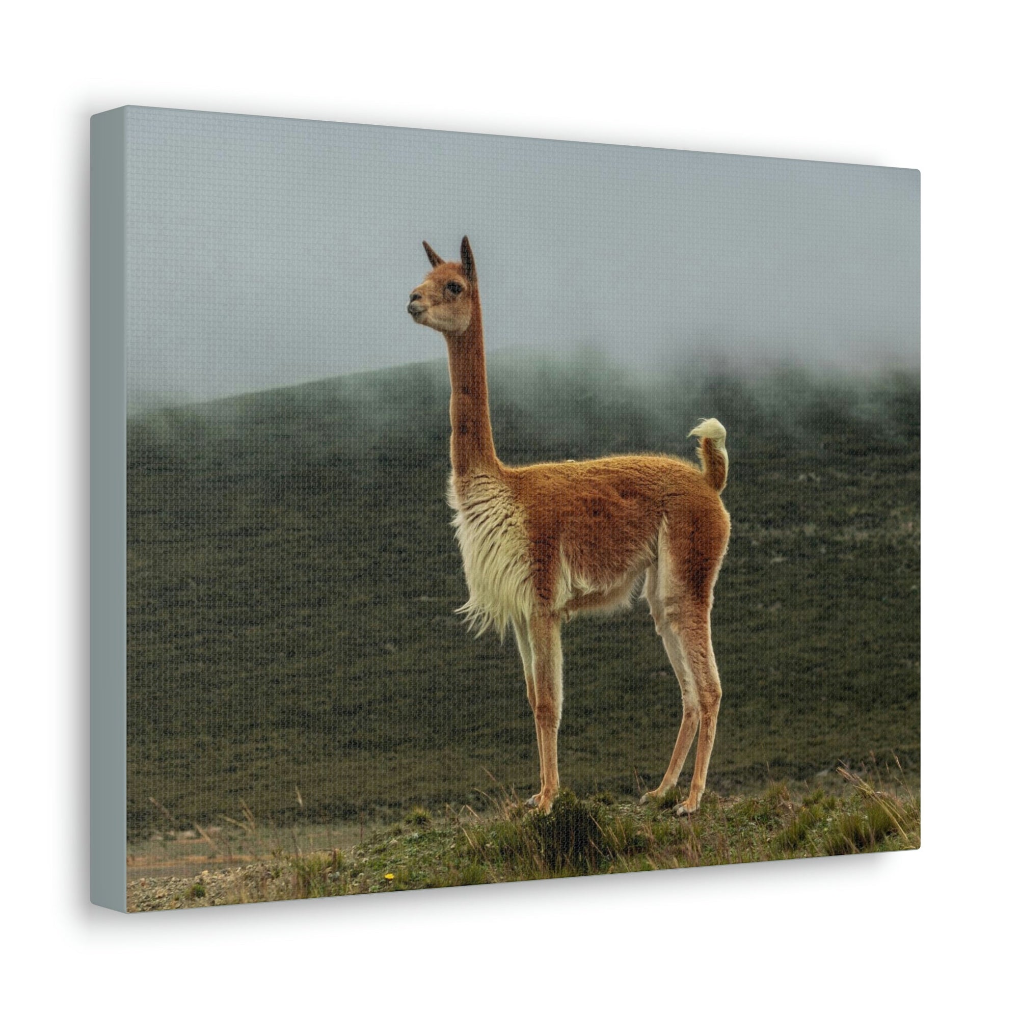 Scripture Walls Majestic Vicuna Art Majestic Vicuna Print Animal Wall Art Wildlife Canvas Prints Wall Art Ready to Hang Unframed-Express Your Love Gifts