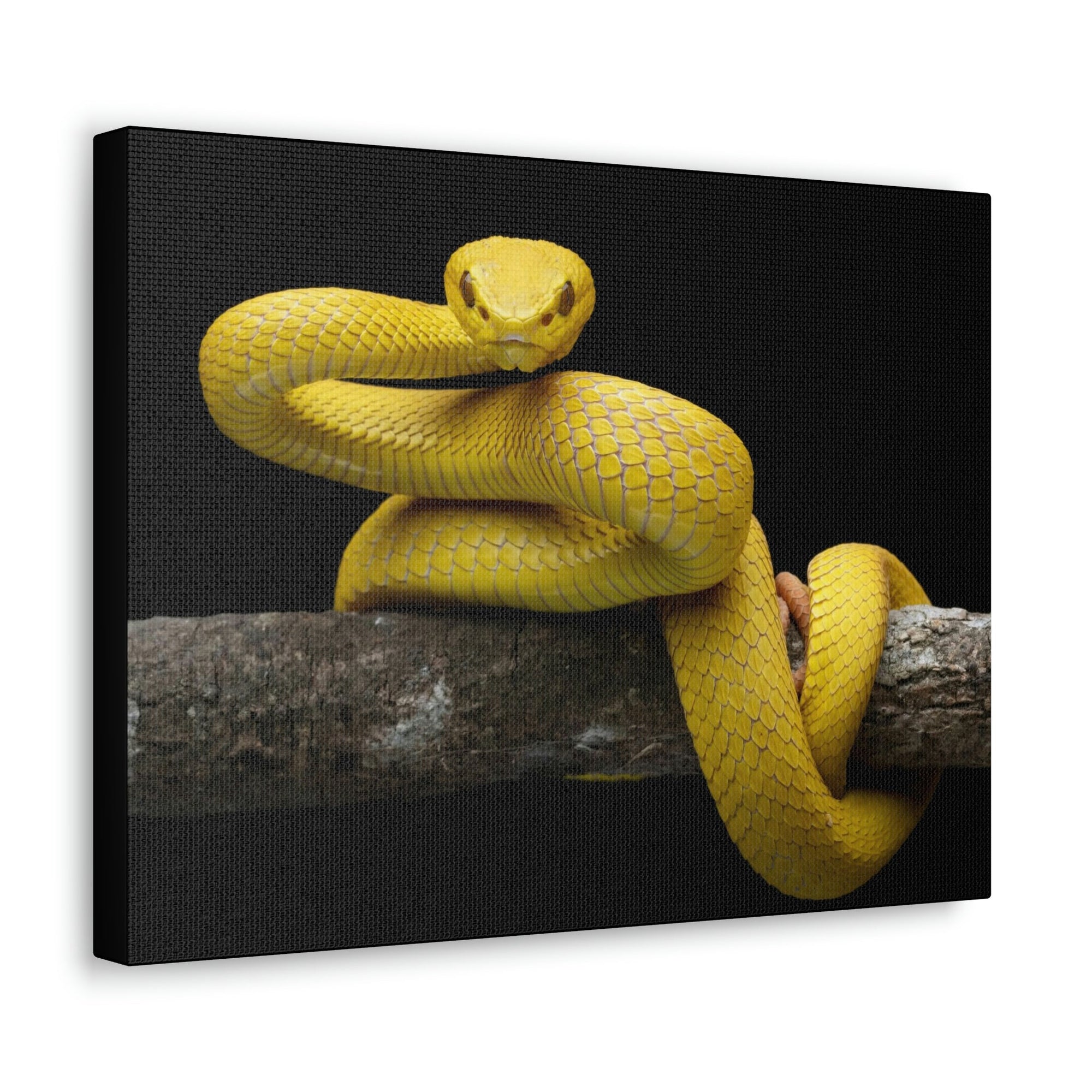 Scripture Walls Majestic Viper Art Majestic Viper Print Animal Wall Art Wildlife Canvas Prints Wall Art Ready to Hang Unframed-Express Your Love Gifts