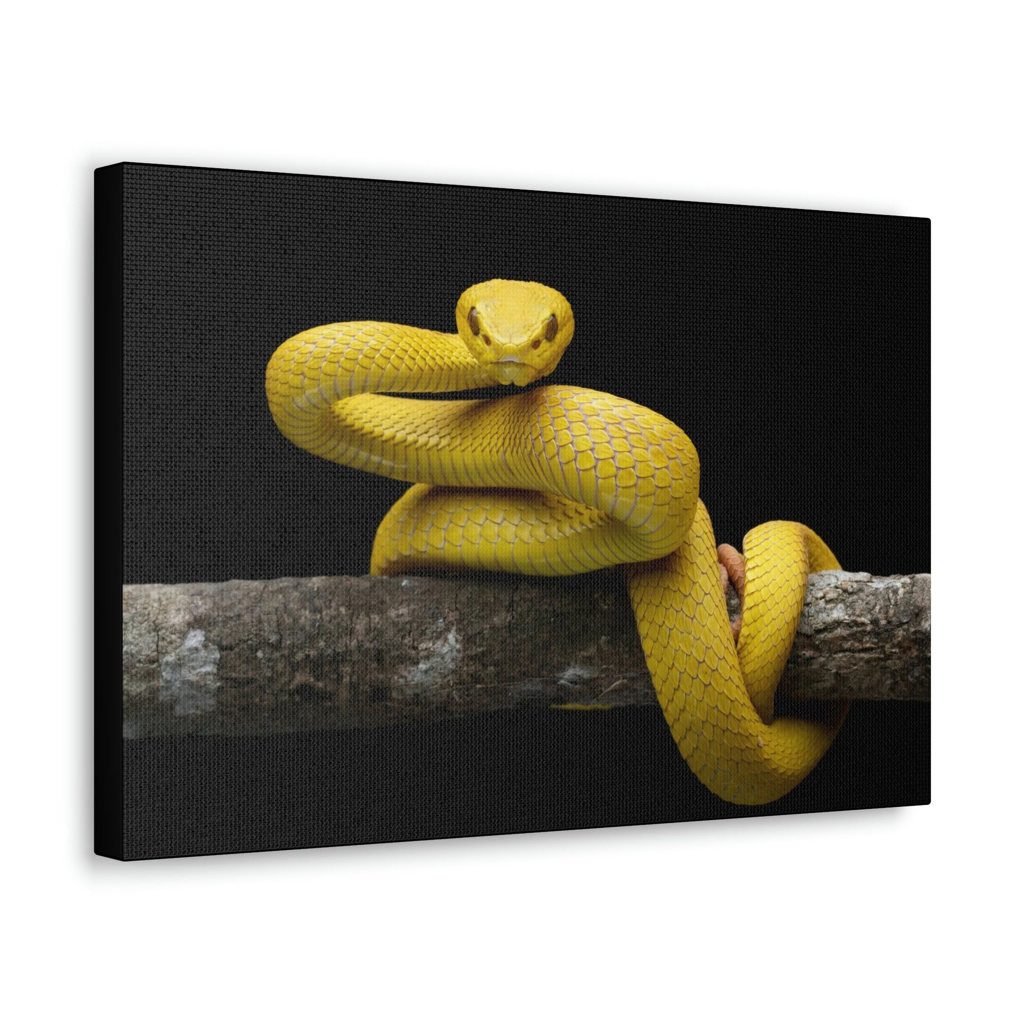 Scripture Walls Majestic Viper Art Majestic Viper Print Animal Wall Art Wildlife Canvas Prints Wall Art Ready to Hang Unframed-Express Your Love Gifts