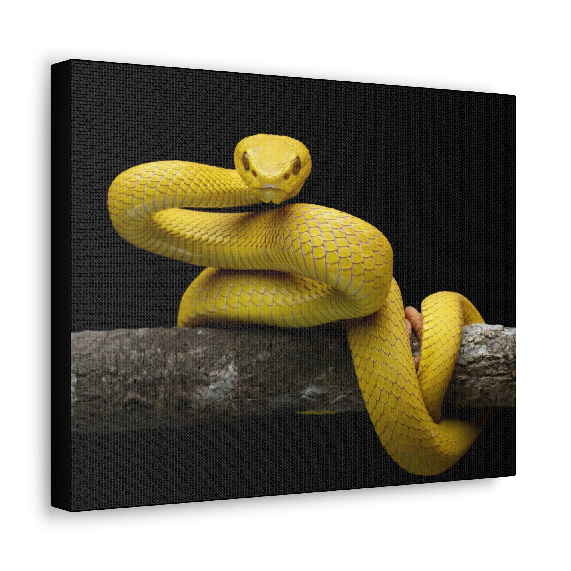 Scripture Walls Majestic Viper Art Majestic Viper Print Animal Wall Art Wildlife Canvas Prints Wall Art Ready to Hang Unframed-Express Your Love Gifts