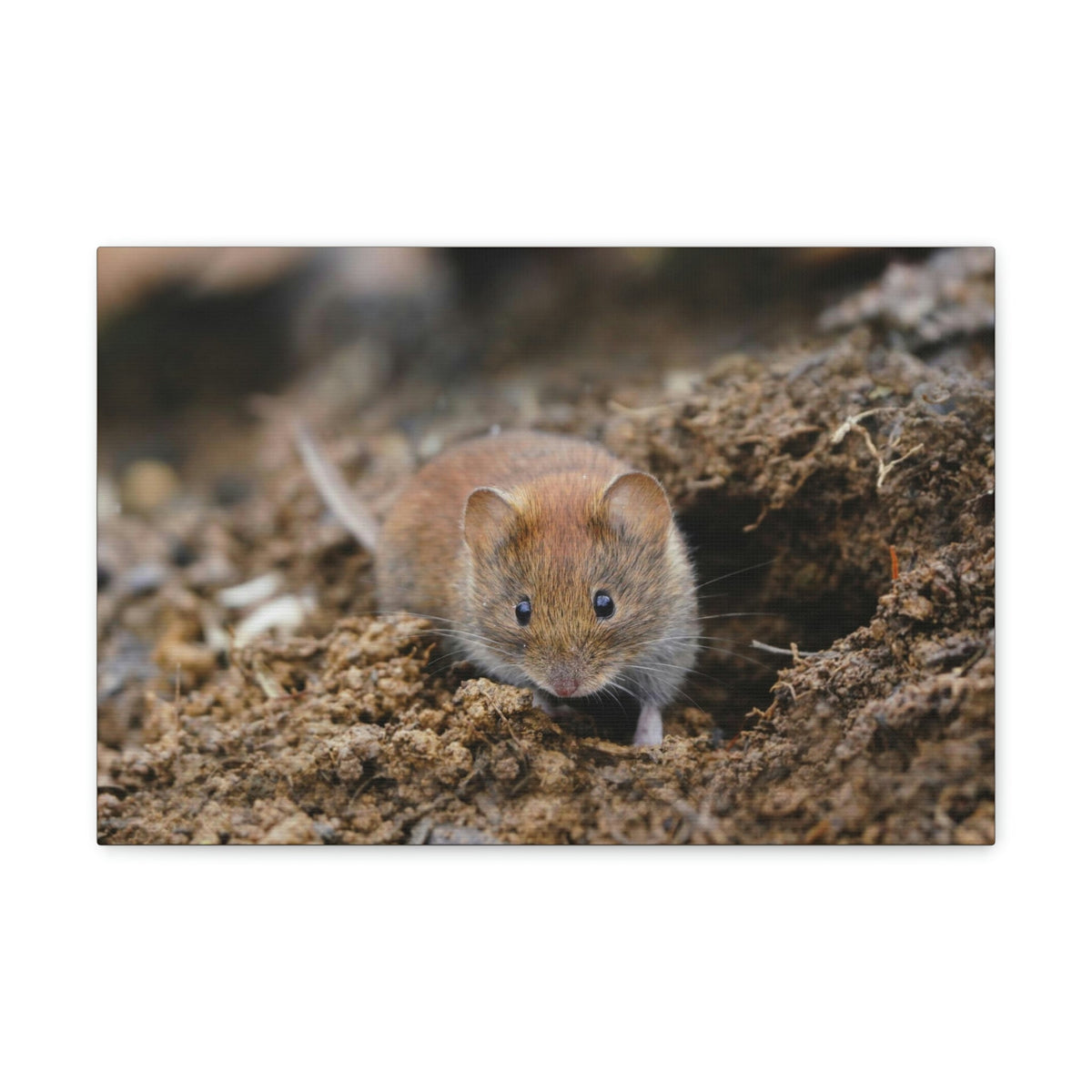 Scripture Walls Majestic Vole Art Majestic Vole Print Animal Wall Art Wildlife Canvas Prints Wall Art Ready to Hang Unframed-Express Your Love Gifts