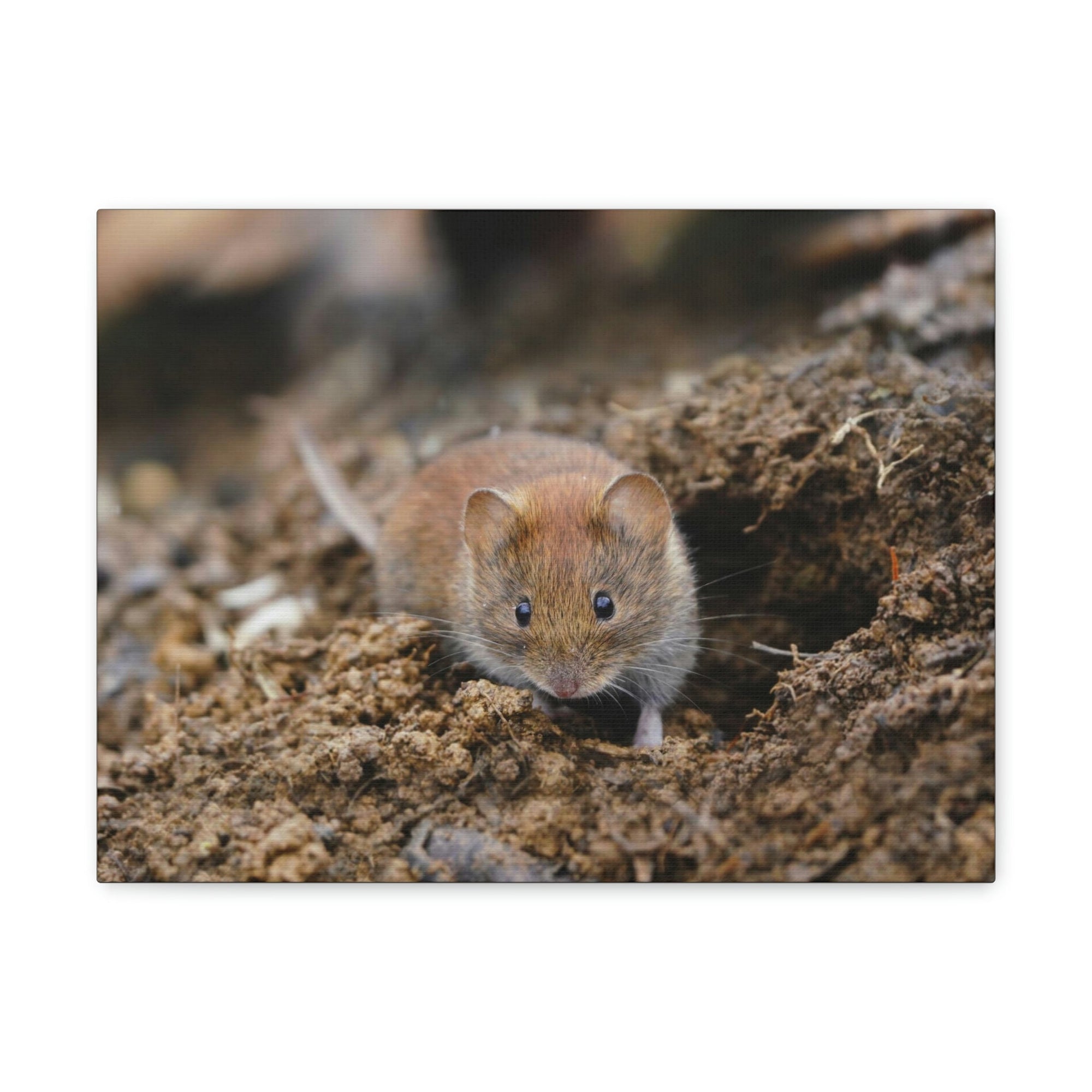 Scripture Walls Majestic Vole Art Majestic Vole Print Animal Wall Art Wildlife Canvas Prints Wall Art Ready to Hang Unframed-Express Your Love Gifts