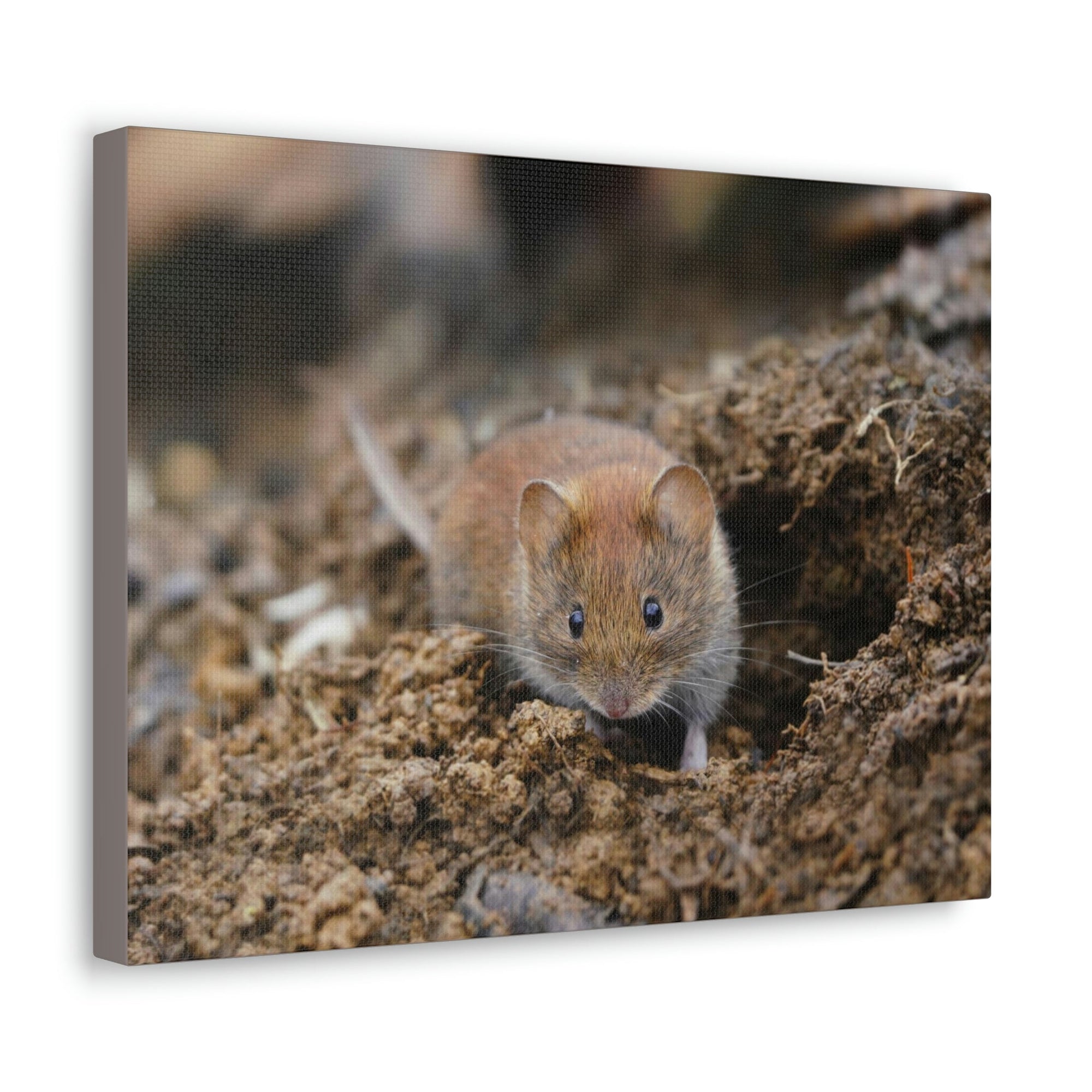 Scripture Walls Majestic Vole Art Majestic Vole Print Animal Wall Art Wildlife Canvas Prints Wall Art Ready to Hang Unframed-Express Your Love Gifts