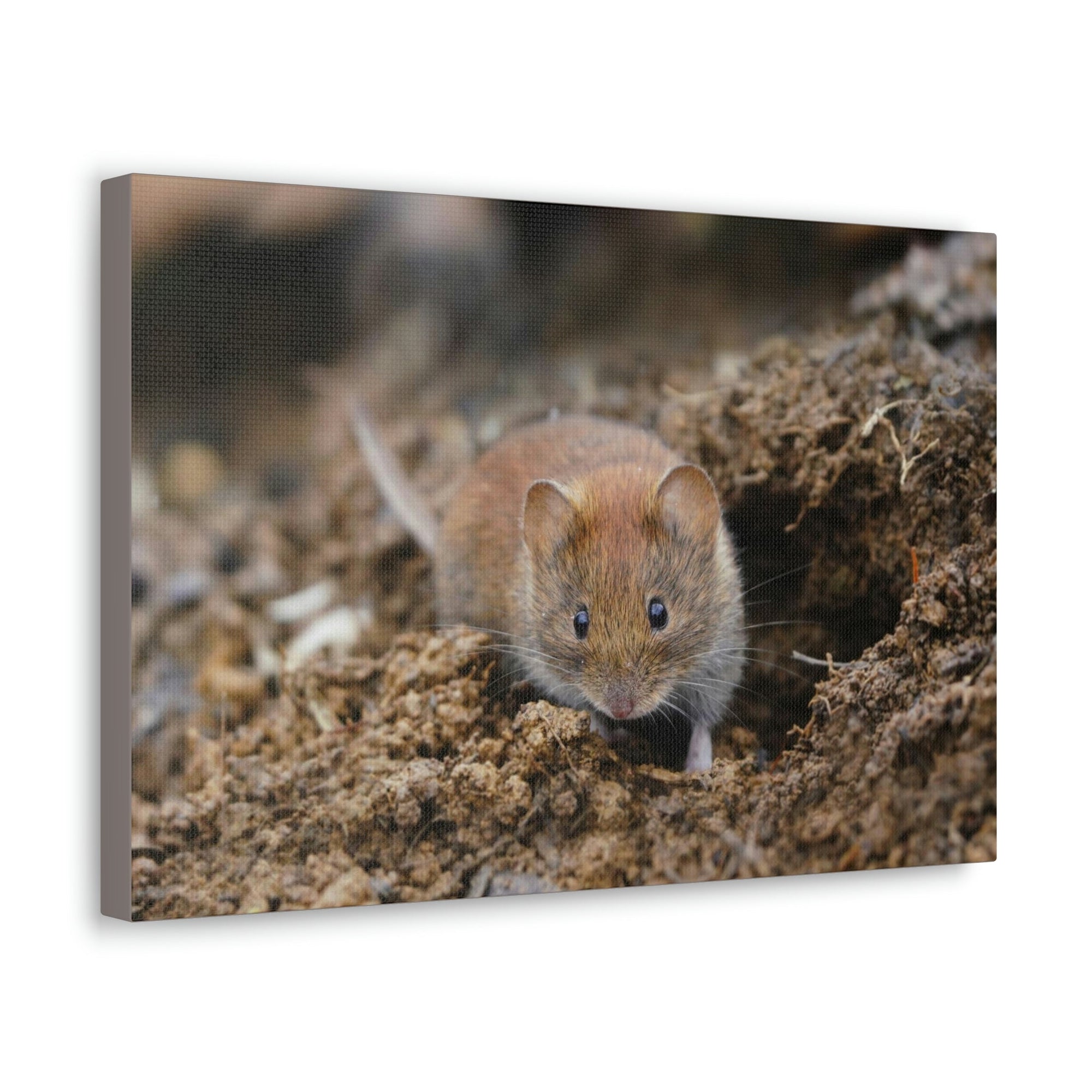 Scripture Walls Majestic Vole Art Majestic Vole Print Animal Wall Art Wildlife Canvas Prints Wall Art Ready to Hang Unframed-Express Your Love Gifts