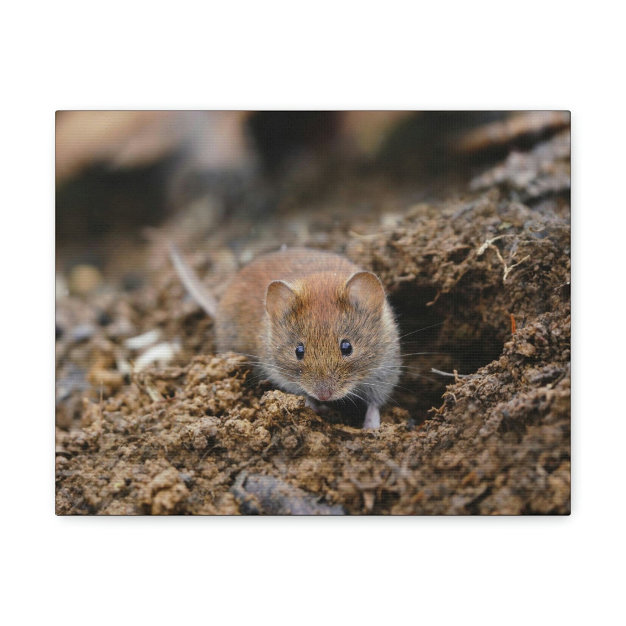 Scripture Walls Majestic Vole Art Majestic Vole Print Animal Wall Art Wildlife Canvas Prints Wall Art Ready to Hang Unframed-Express Your Love Gifts