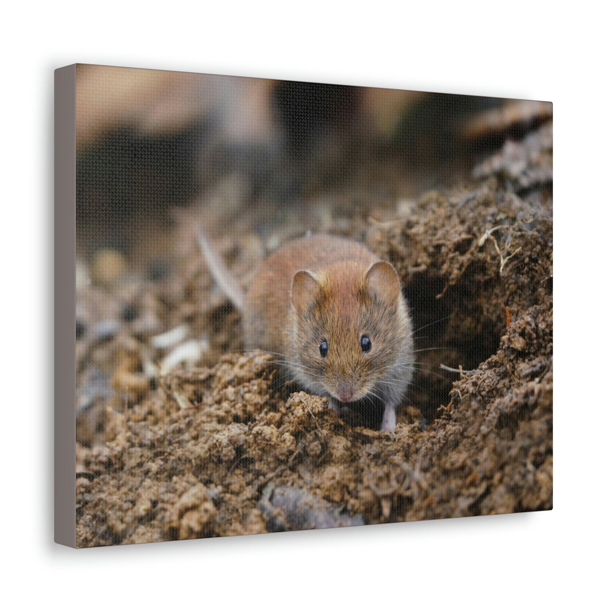 Scripture Walls Majestic Vole Art Majestic Vole Print Animal Wall Art Wildlife Canvas Prints Wall Art Ready to Hang Unframed-Express Your Love Gifts