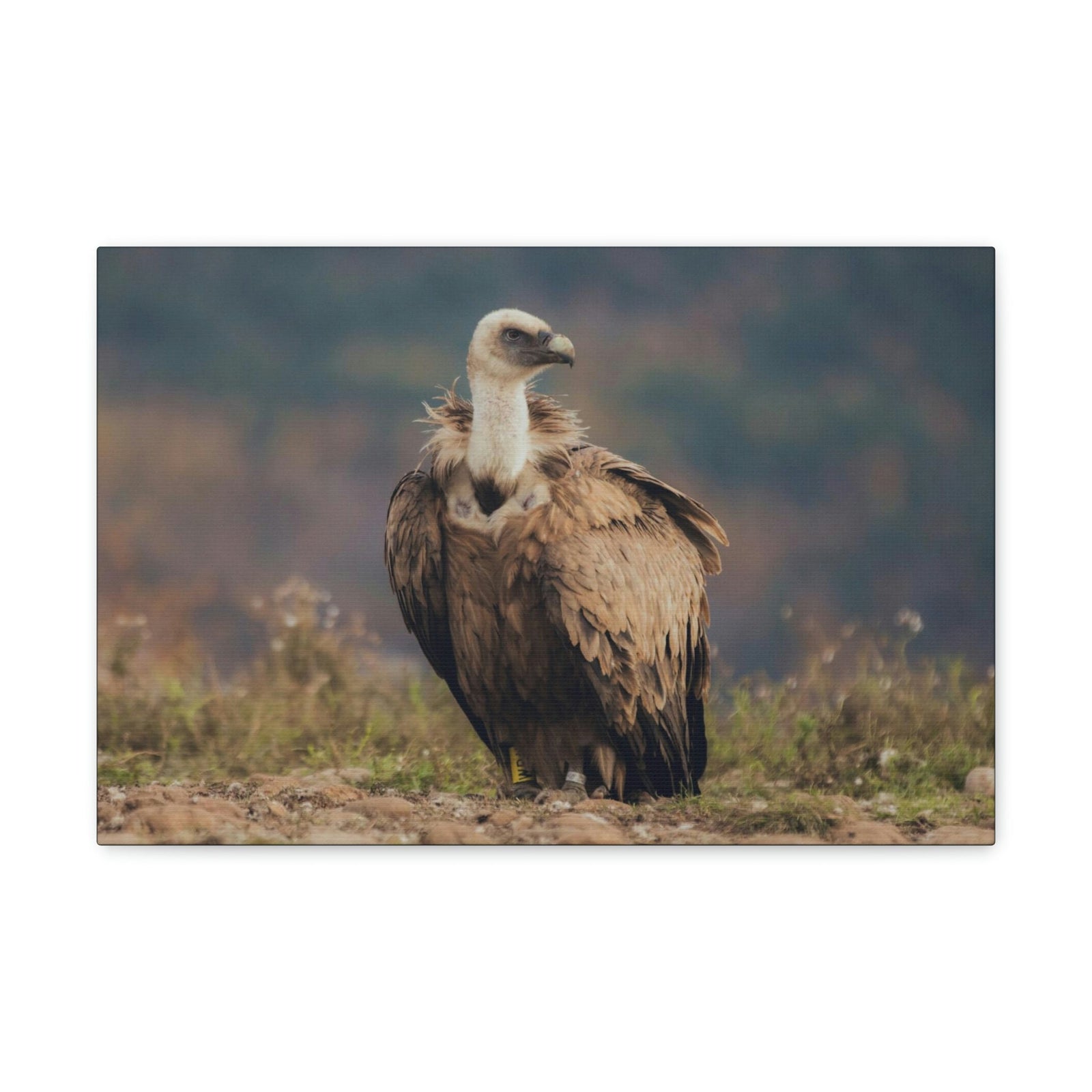 Scripture Walls Majestic Vulture Art Majestic Vulture Print Animal Wall Art Wildlife Canvas Prints Wall Art Ready to Hang Unframed-Express Your Love Gifts