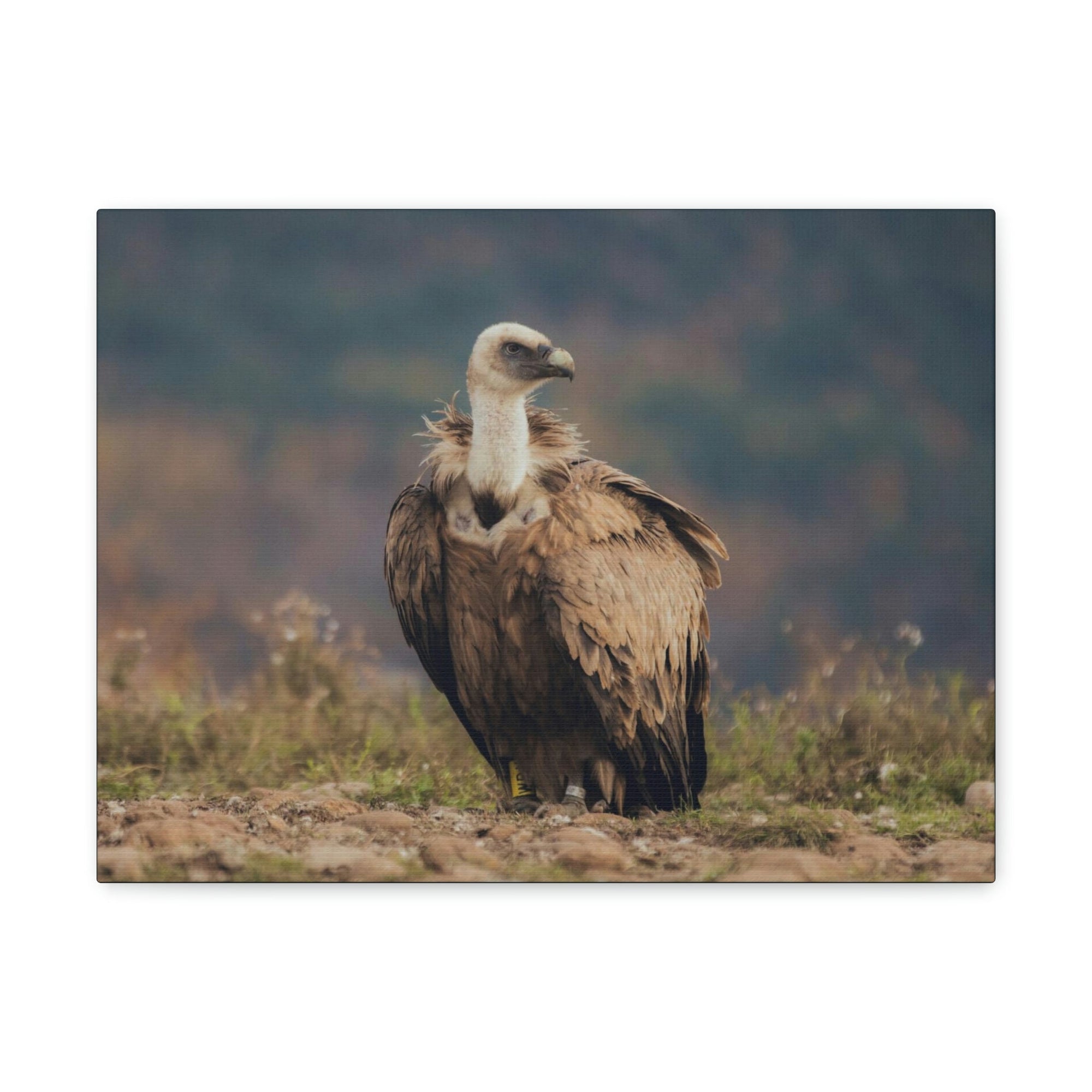 Scripture Walls Majestic Vulture Art Majestic Vulture Print Animal Wall Art Wildlife Canvas Prints Wall Art Ready to Hang Unframed-Express Your Love Gifts