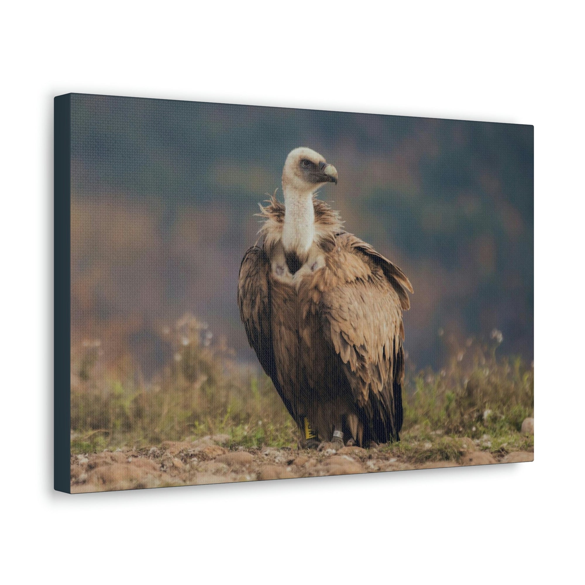 Scripture Walls Majestic Vulture Art Majestic Vulture Print Animal Wall Art Wildlife Canvas Prints Wall Art Ready to Hang Unframed-Express Your Love Gifts