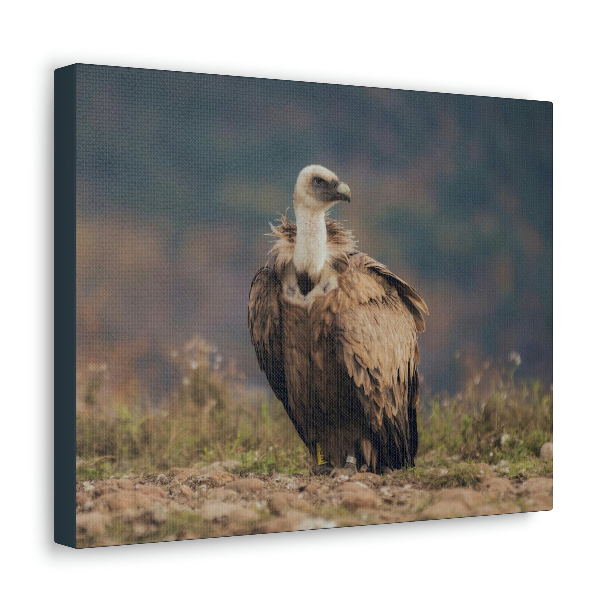 Scripture Walls Majestic Vulture Art Majestic Vulture Print Animal Wall Art Wildlife Canvas Prints Wall Art Ready to Hang Unframed-Express Your Love Gifts