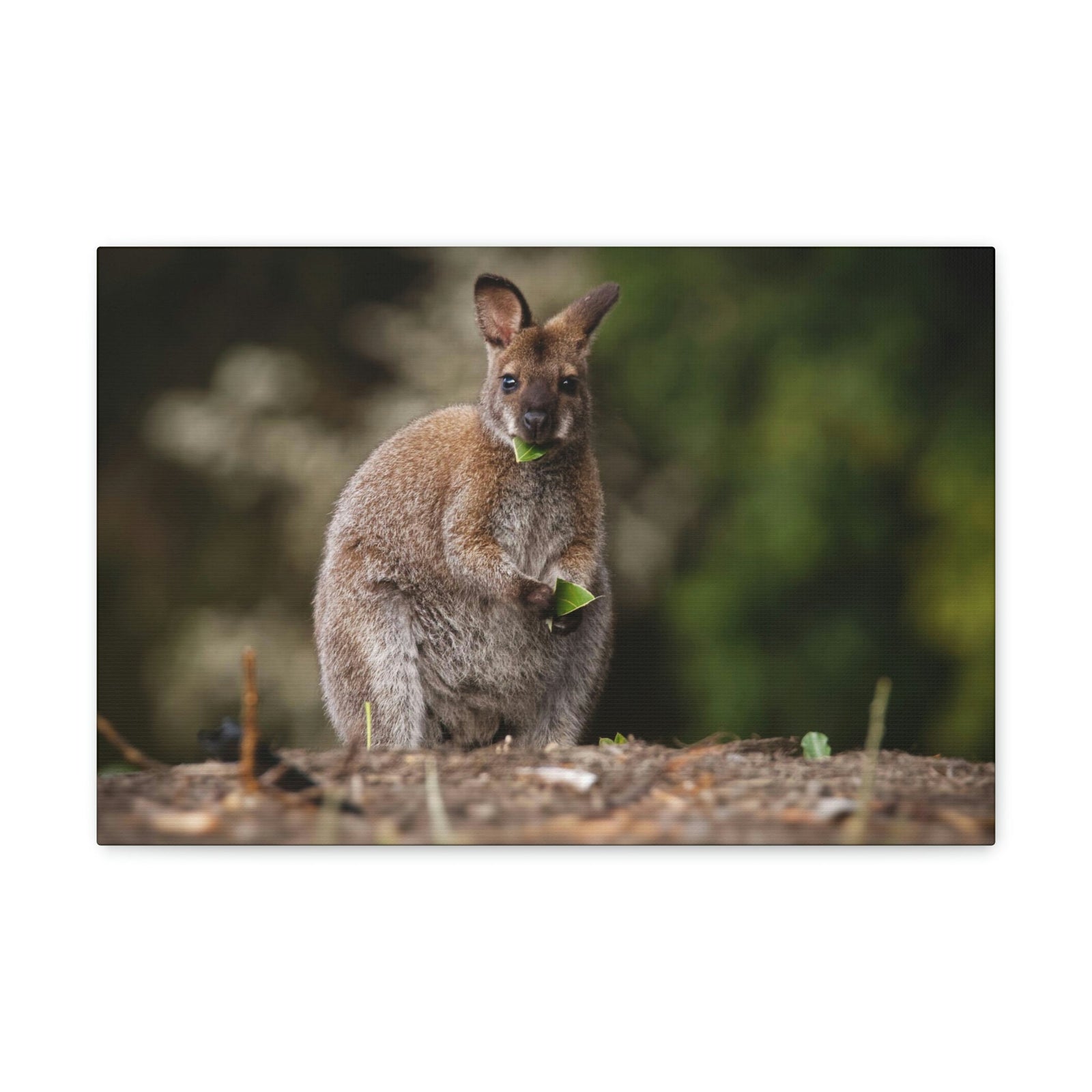 Scripture Walls Majestic Wallaby Art Majestic Wallaby Print Animal Wall Art Wildlife Canvas Prints Wall Art Ready to Hang Unframed-Express Your Love Gifts