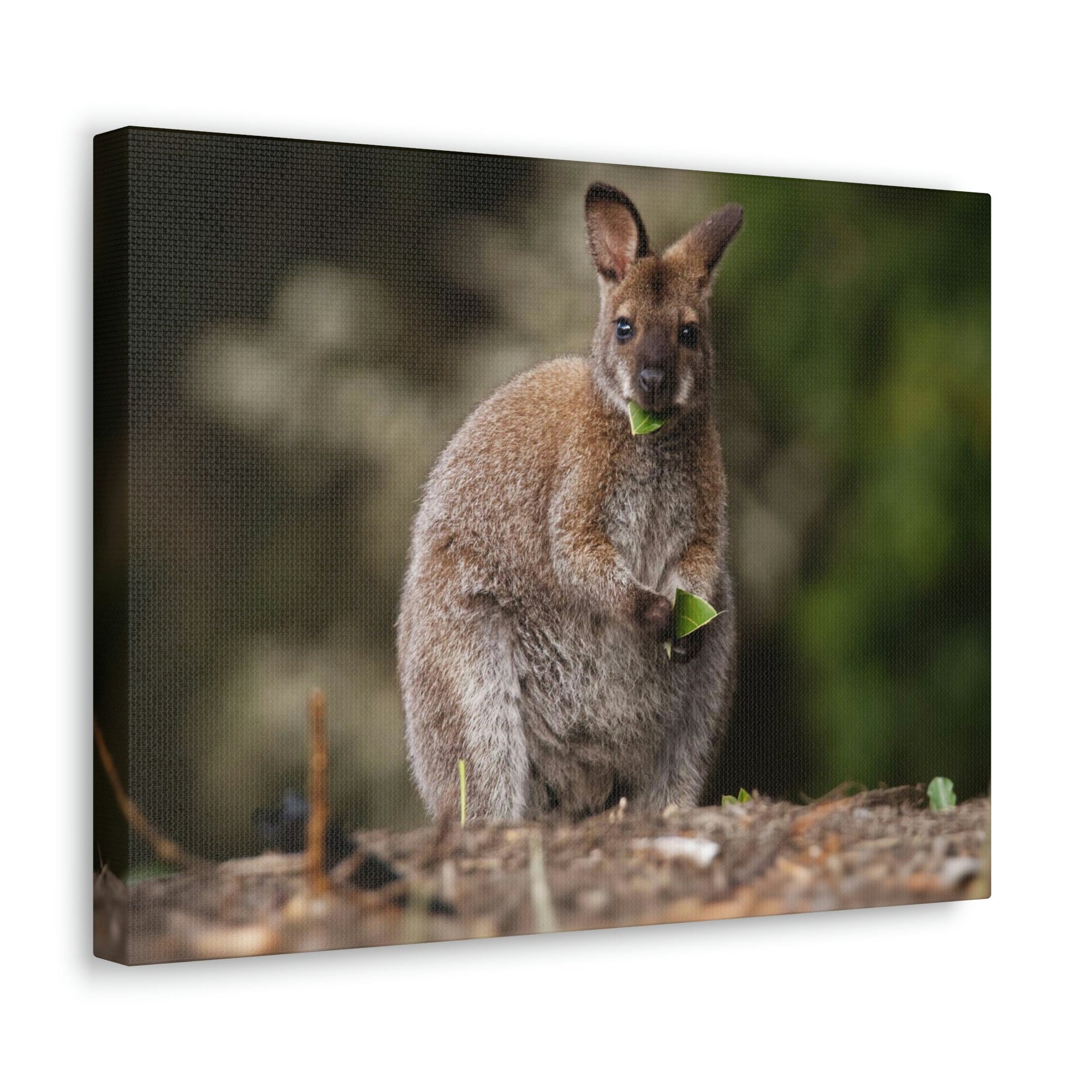 Scripture Walls Majestic Wallaby Art Majestic Wallaby Print Animal Wall Art Wildlife Canvas Prints Wall Art Ready to Hang Unframed-Express Your Love Gifts